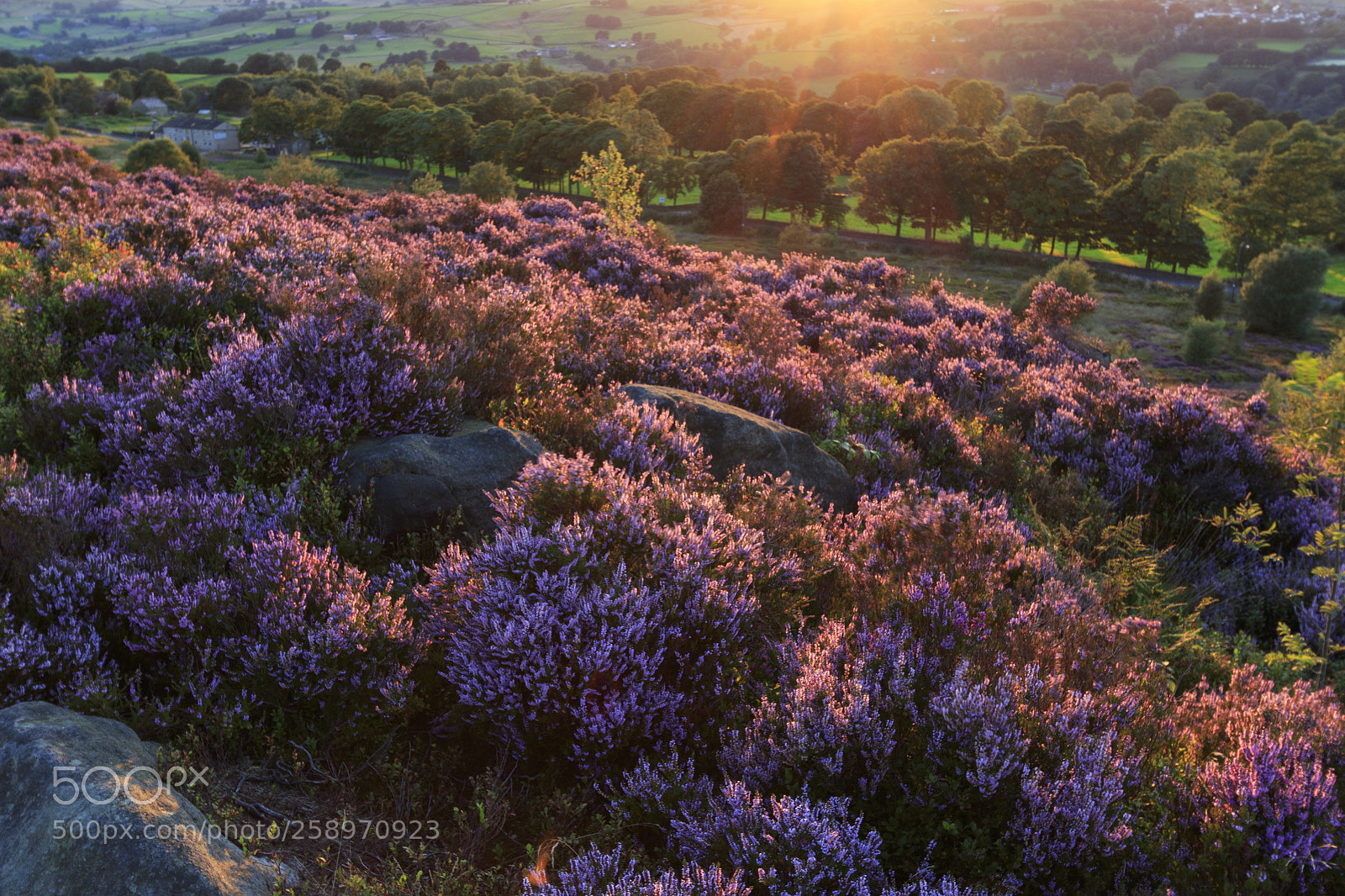 Canon EOS 7D Mark II sample photo. Heather in flower at photography