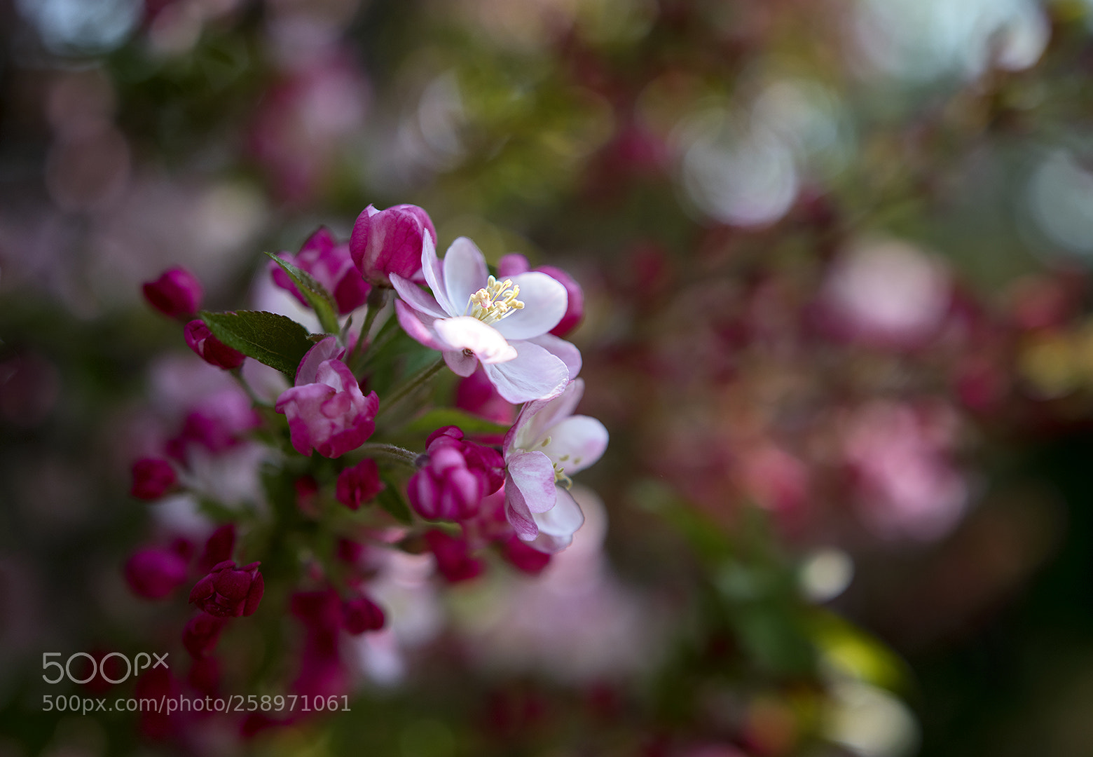 Nikon D5500 sample photo. Spring mood photography