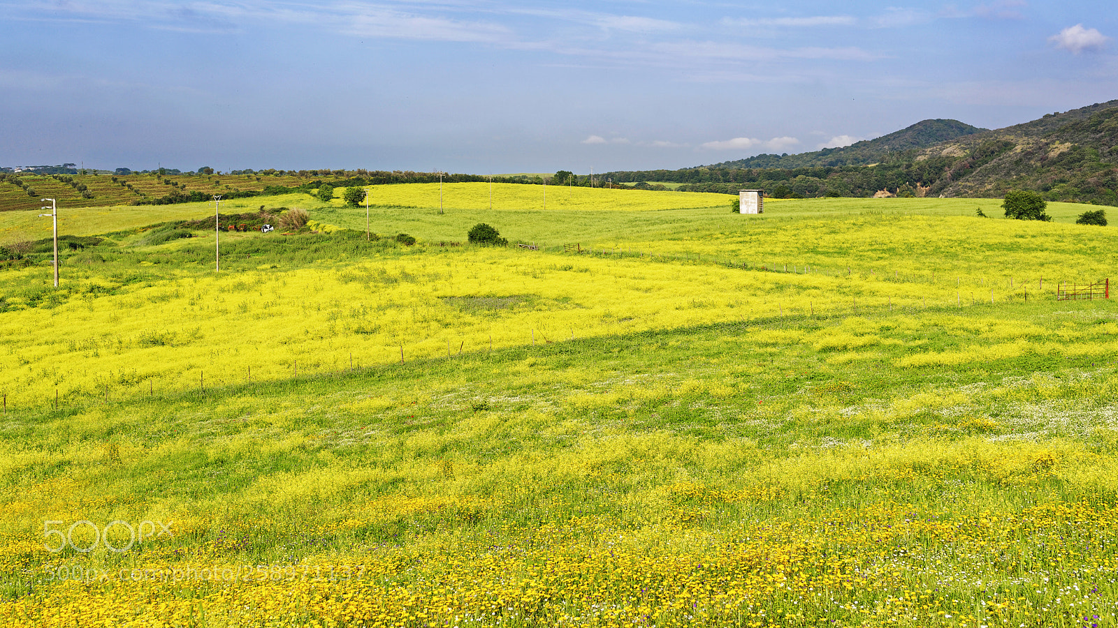 Nikon D800 sample photo. Nature in yellow photography
