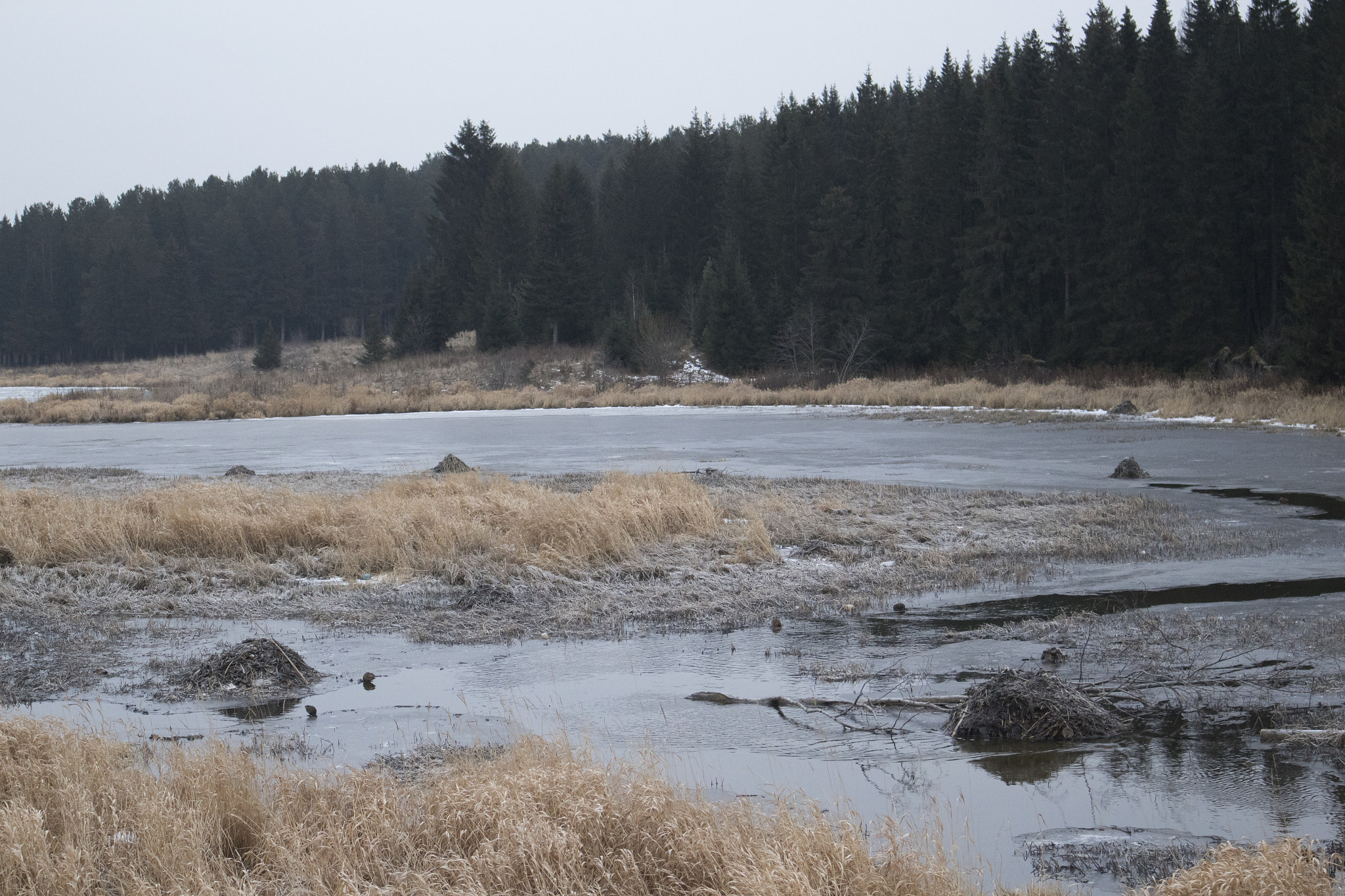 Canon EOS M10 sample photo. Muskrat winter houses photography