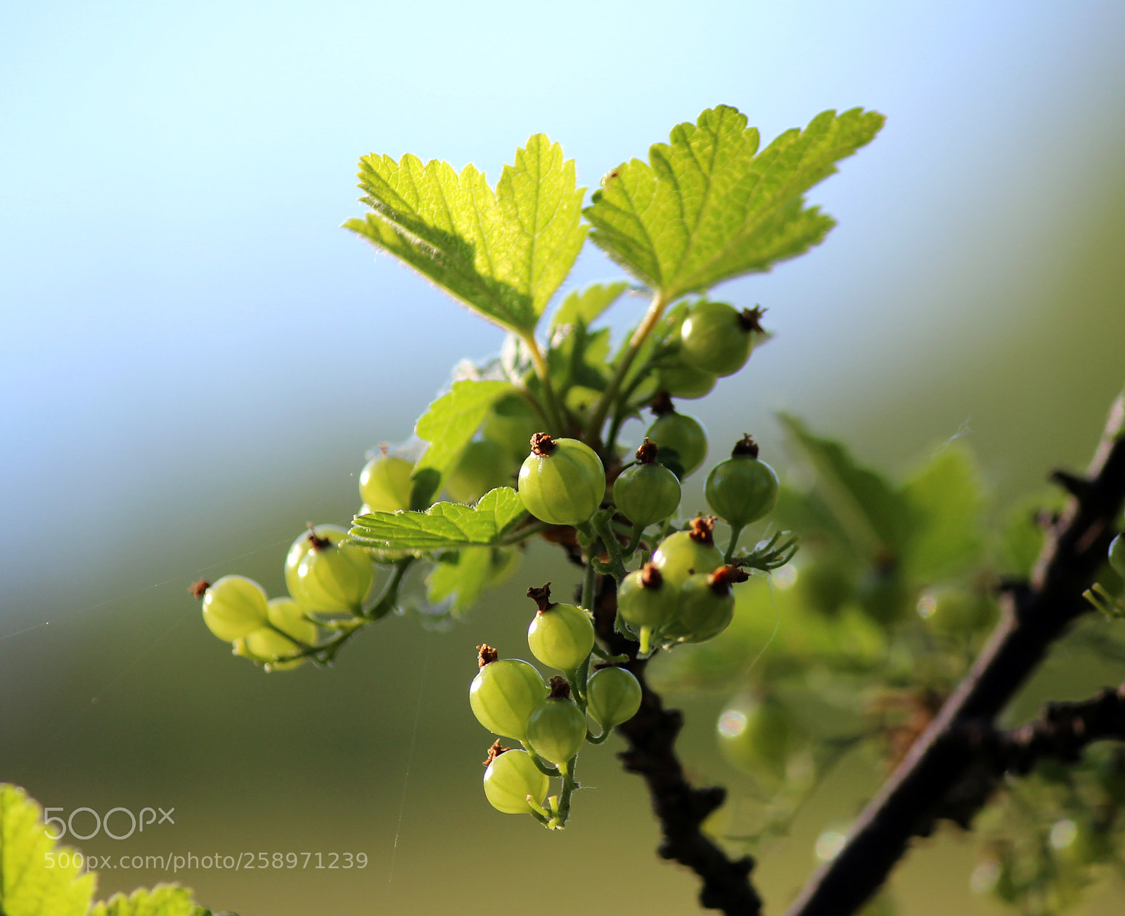 Canon EOS 600D (Rebel EOS T3i / EOS Kiss X5) sample photo. Green life photography
