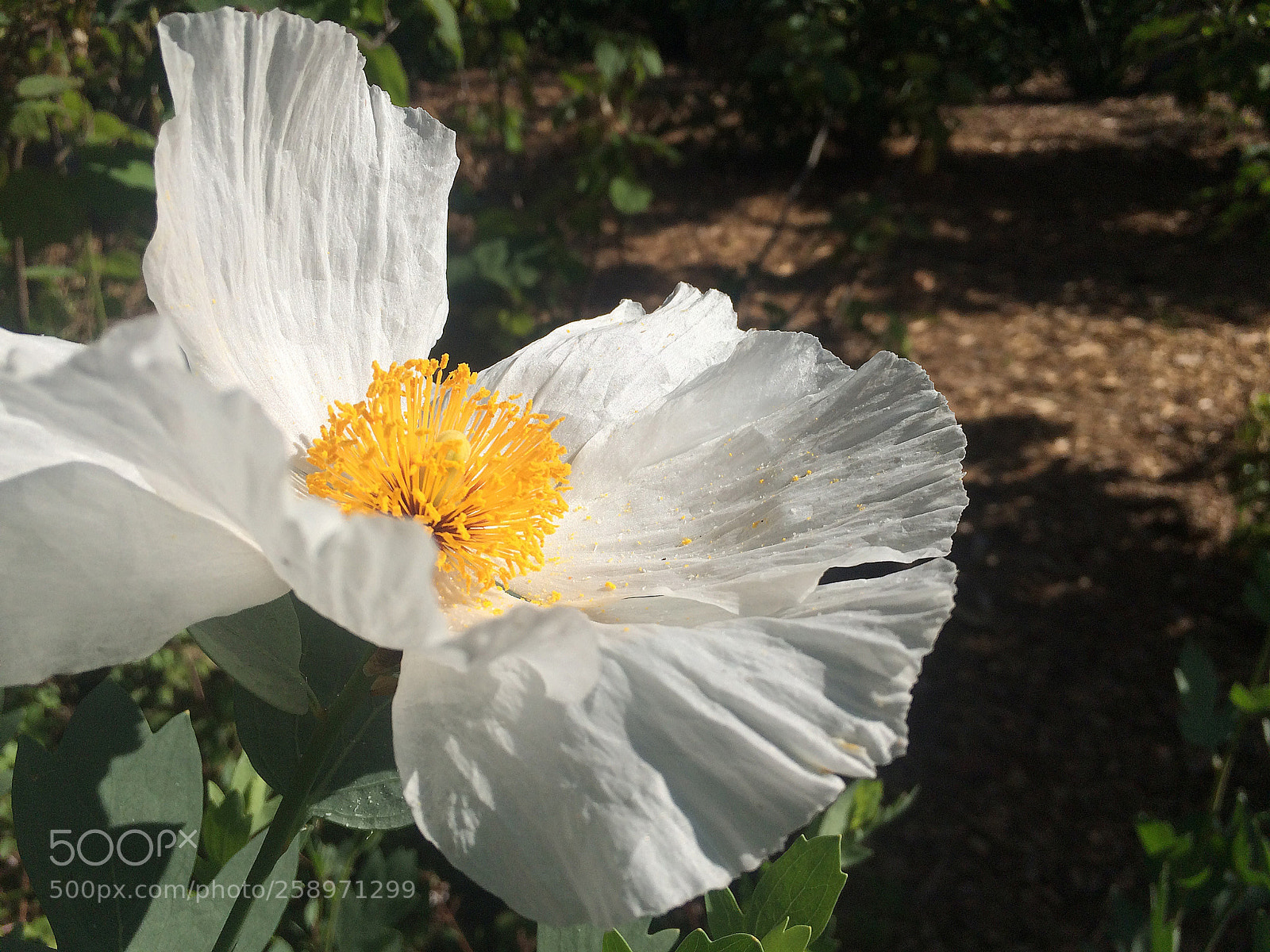 Apple iPhone 5s sample photo. Windflowerwhite photography