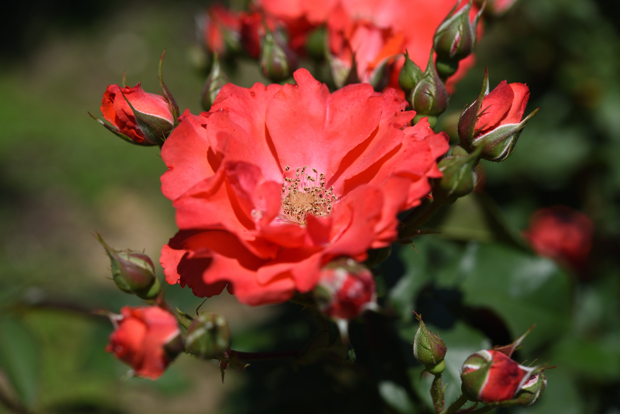 Nikon AF-S Micro-Nikkor 60mm F2.8G ED sample photo. バラ 金沢南総合運動公園・バラ園 (3) photography