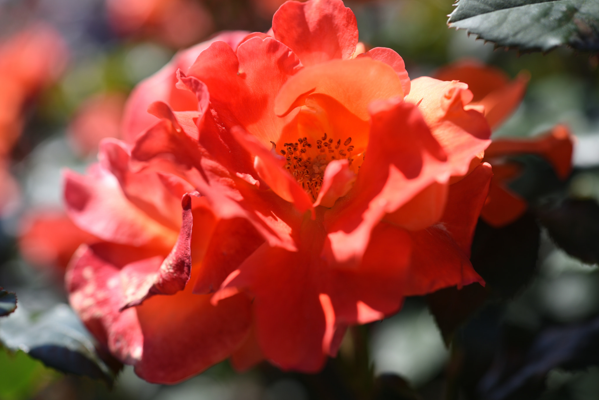 Nikon D750 + Nikon AF-S Micro-Nikkor 60mm F2.8G ED sample photo. バラ 金沢南総合運動公園・バラ園 (4) photography