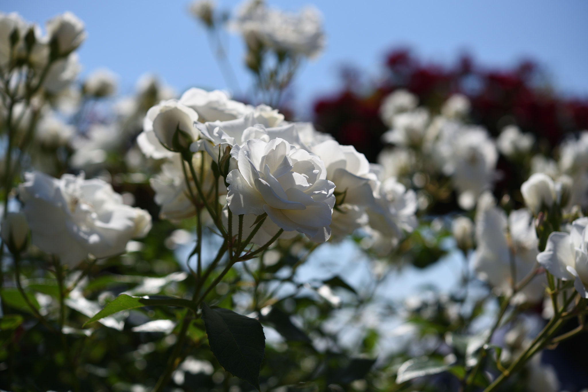 Nikon D750 sample photo. バラ 金沢南総合運動公園・バラ園 (6) photography