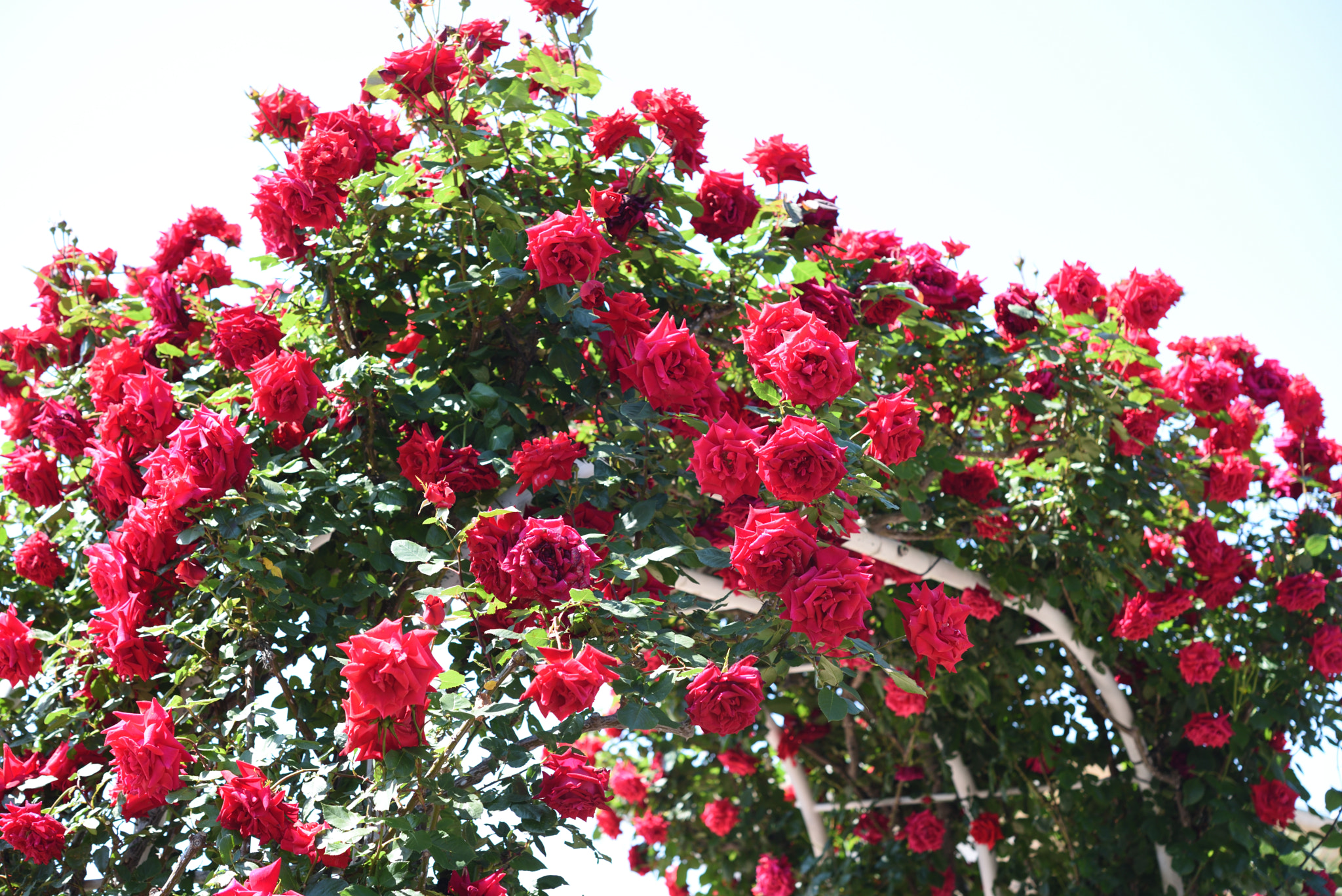 Nikon AF-S Micro-Nikkor 60mm F2.8G ED sample photo. バラ 金沢南総合運動公園・バラ園 (7) photography