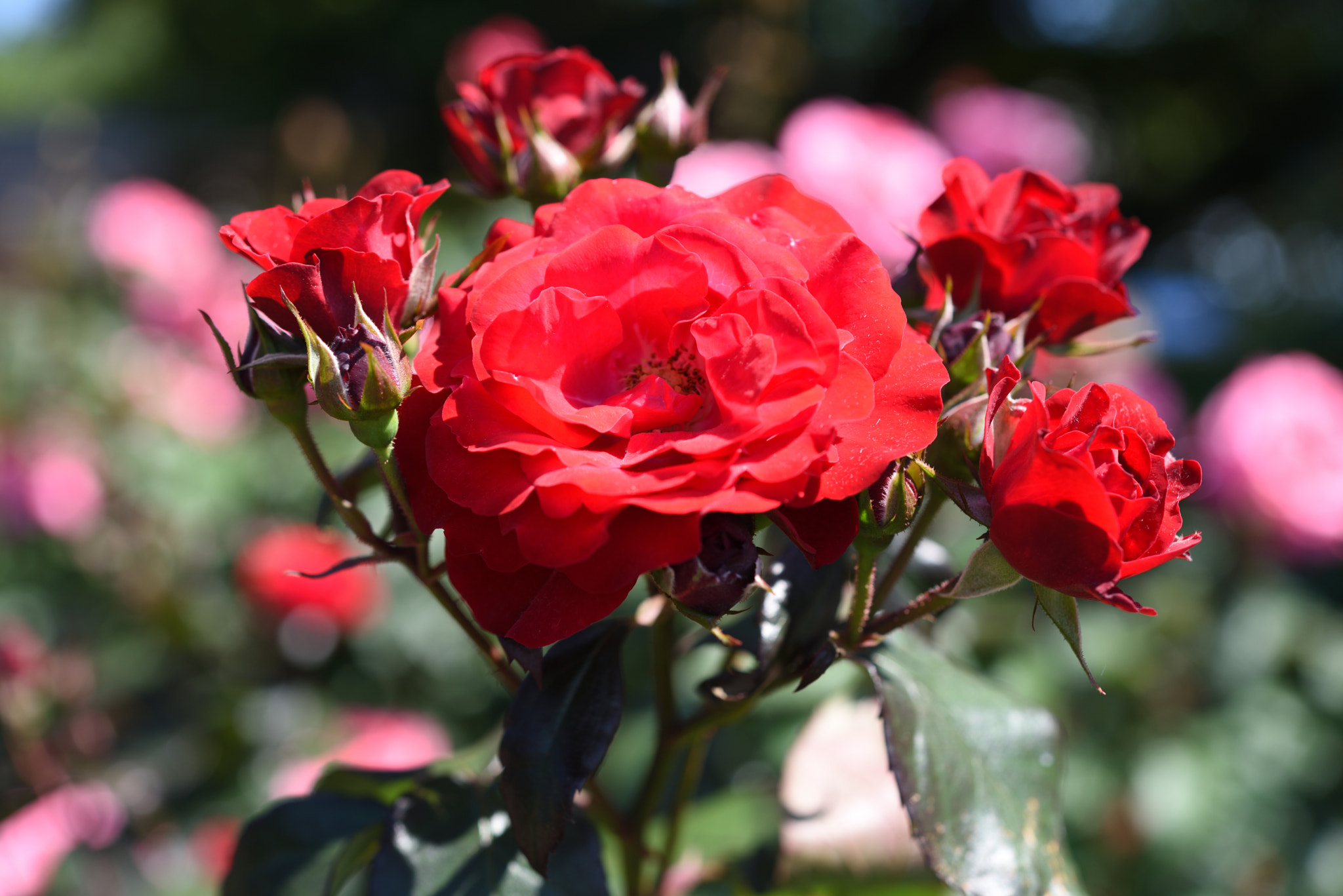 Nikon AF-S Micro-Nikkor 60mm F2.8G ED sample photo. バラ 金沢南総合運動公園・バラ園 (8) photography