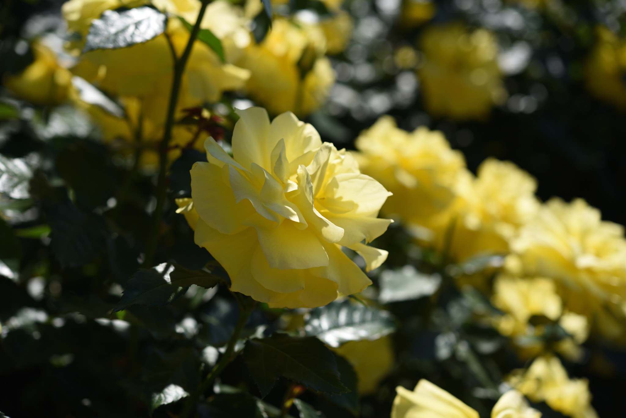Nikon AF-S Micro-Nikkor 60mm F2.8G ED sample photo. バラ 金沢南総合運動公園・バラ園 (10) photography