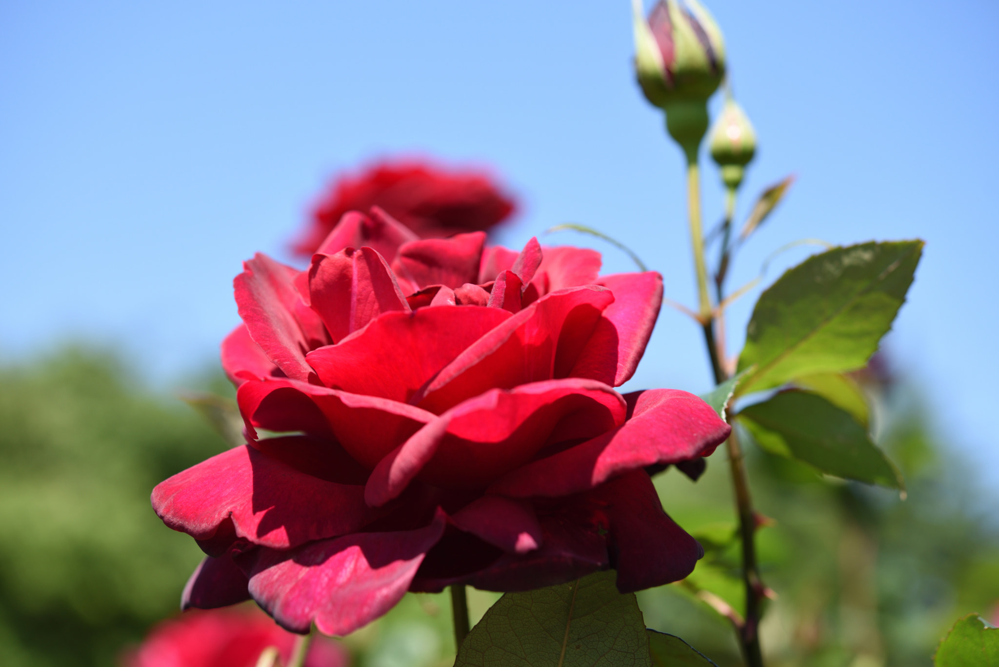 Nikon D750 + Nikon AF-S Micro-Nikkor 60mm F2.8G ED sample photo. バラ 金沢南総合運動公園・バラ園 (11) photography