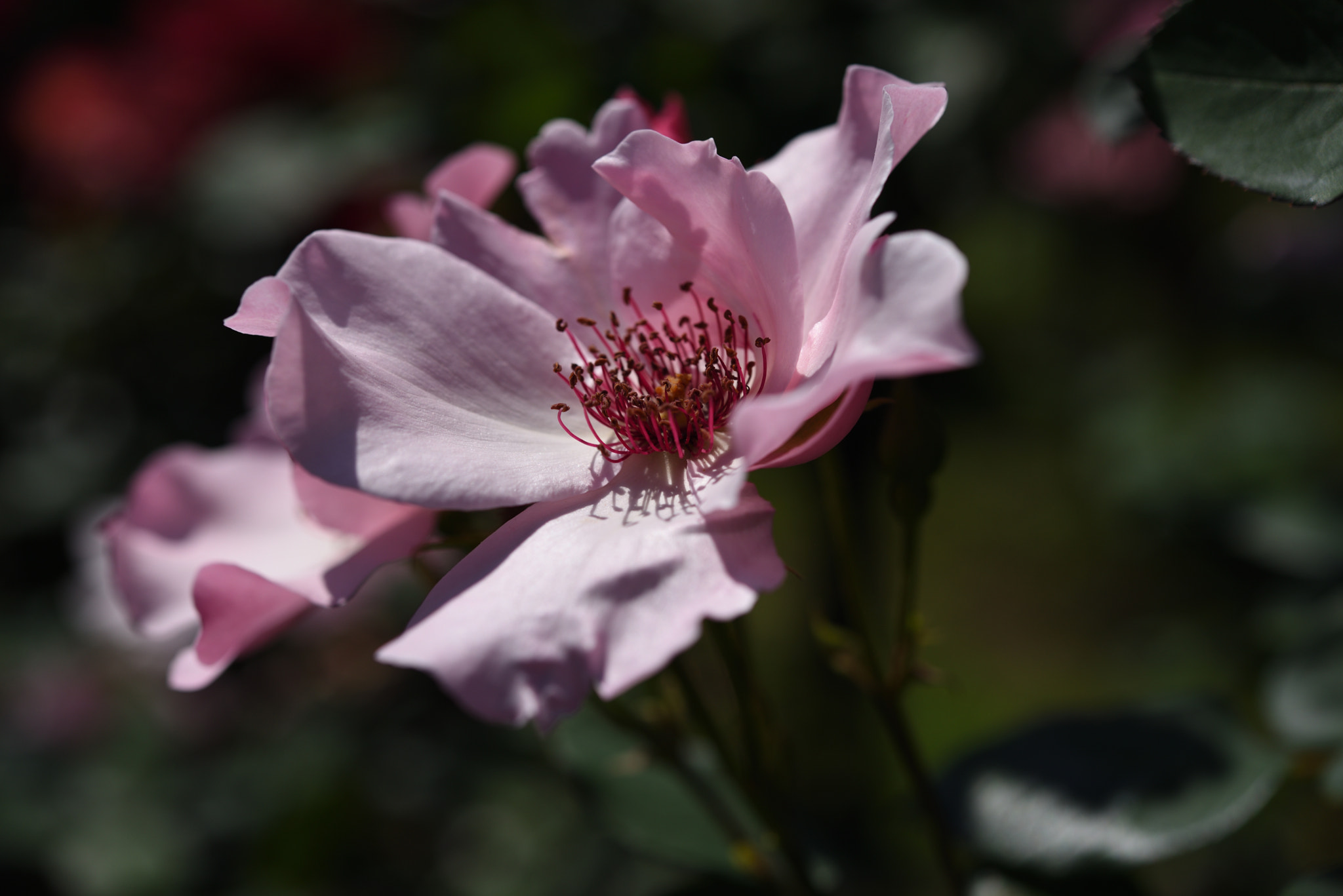 Nikon D750 + Nikon AF-S Micro-Nikkor 60mm F2.8G ED sample photo. バラ 金沢南総合運動公園・バラ園 (12) photography