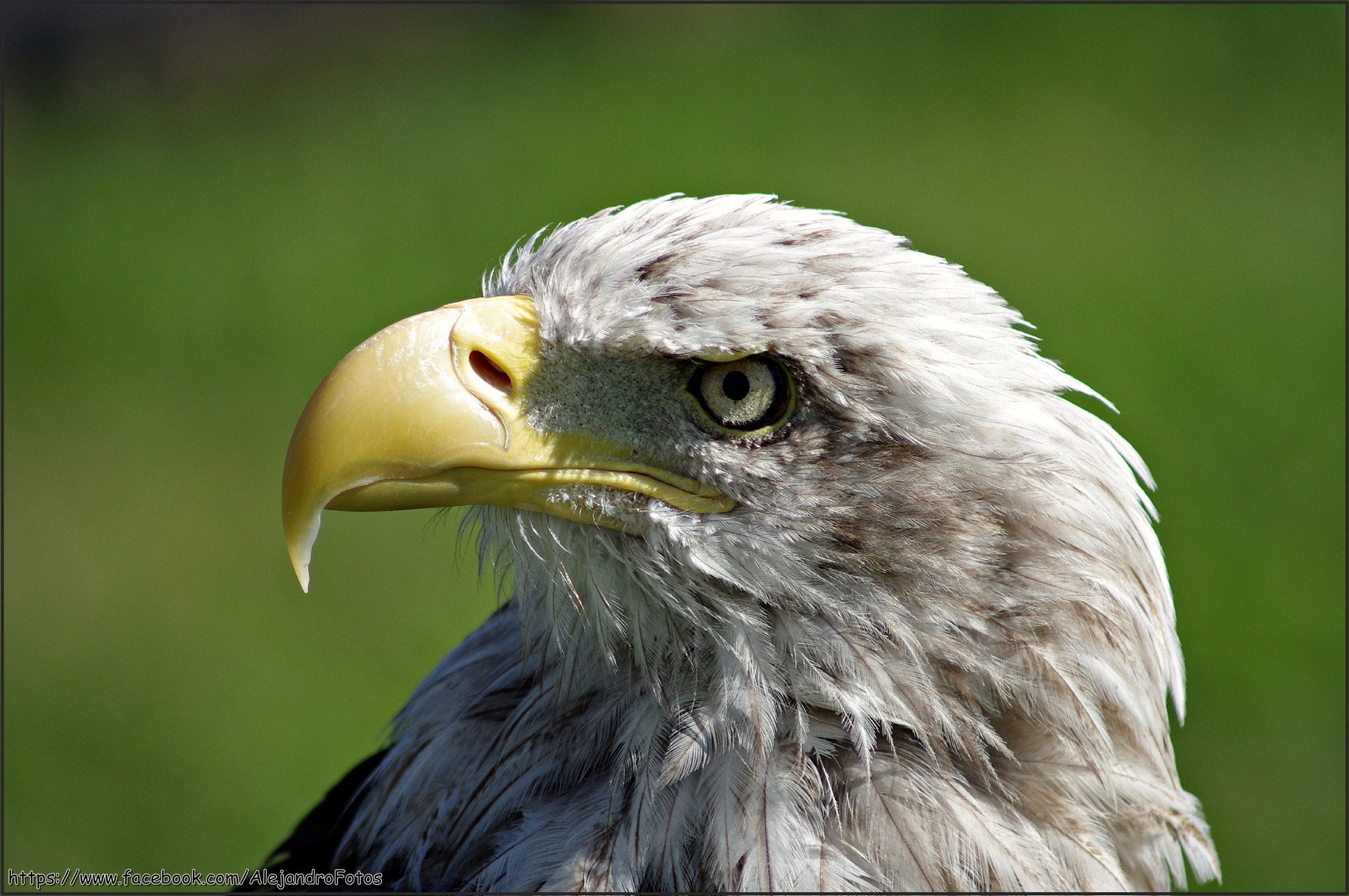 Pentax K-r sample photo. The eagle photography