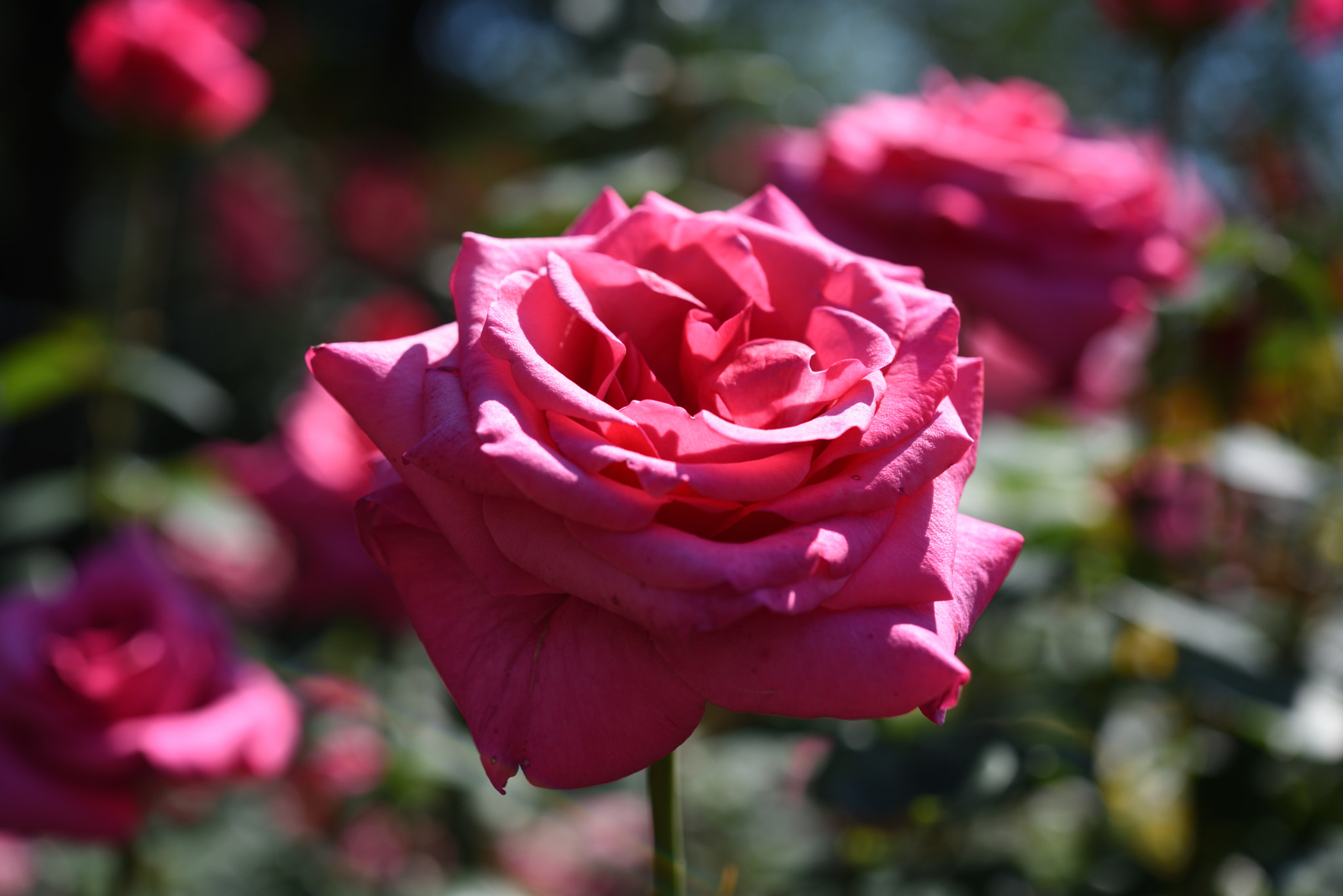 Nikon AF-S Micro-Nikkor 60mm F2.8G ED sample photo. バラ 金沢南総合運動公園・バラ園 (15) photography