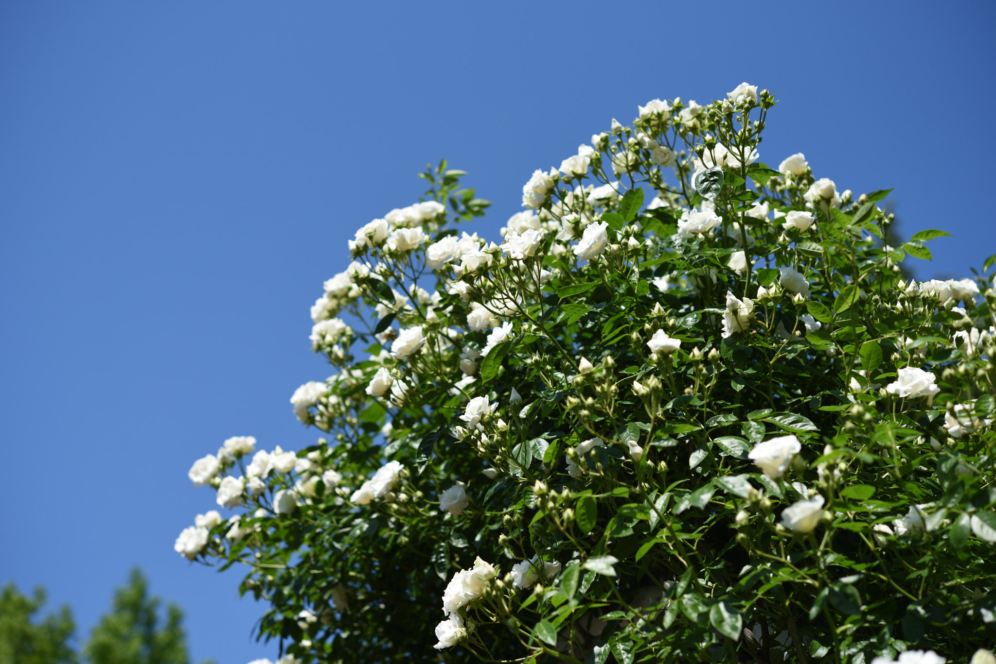 Nikon D750 + Nikon AF-S Micro-Nikkor 60mm F2.8G ED sample photo. バラ 金沢南総合運動公園・バラ園 (17) photography