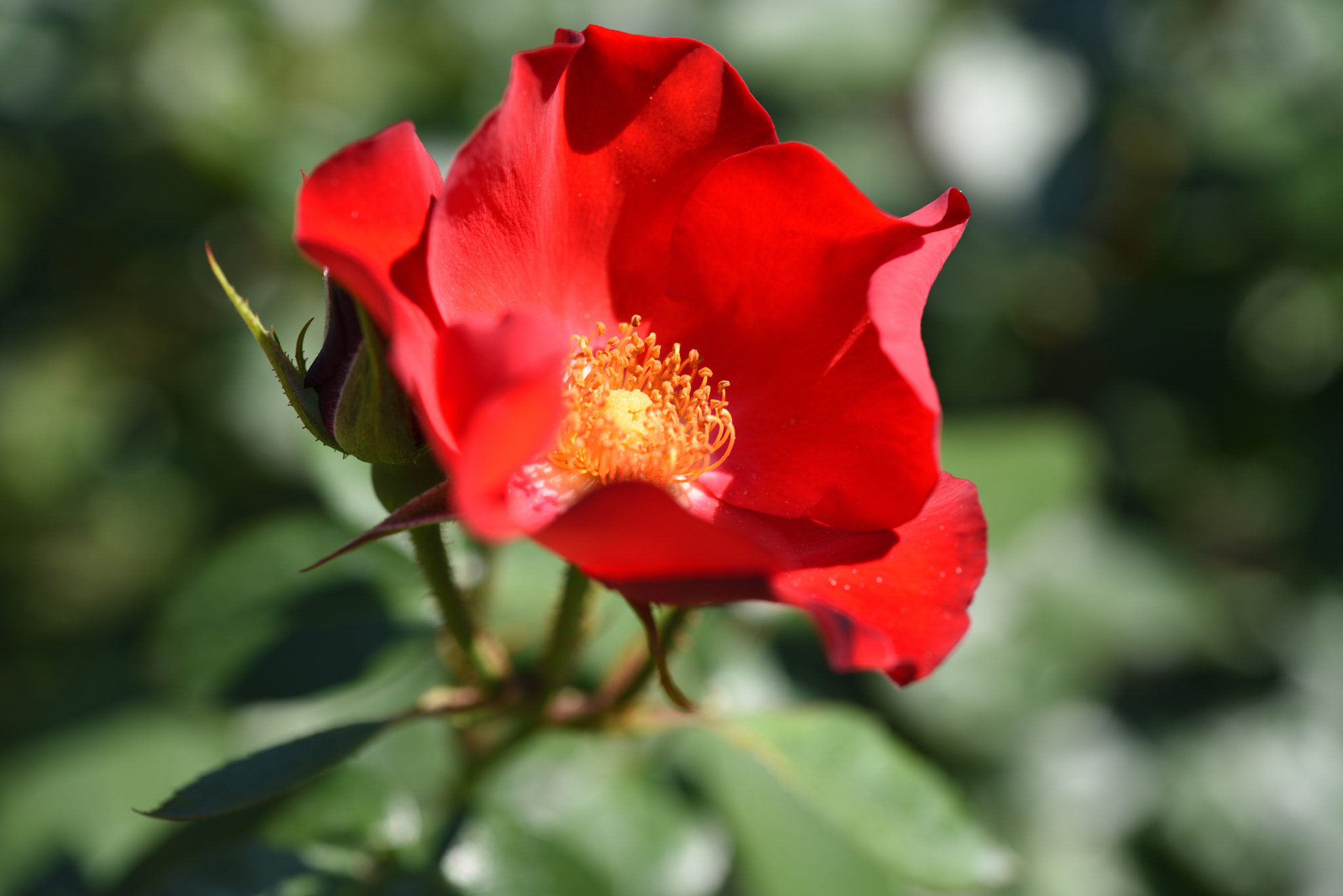 Nikon D750 sample photo. バラ 金沢南総合運動公園・バラ園 (19) photography