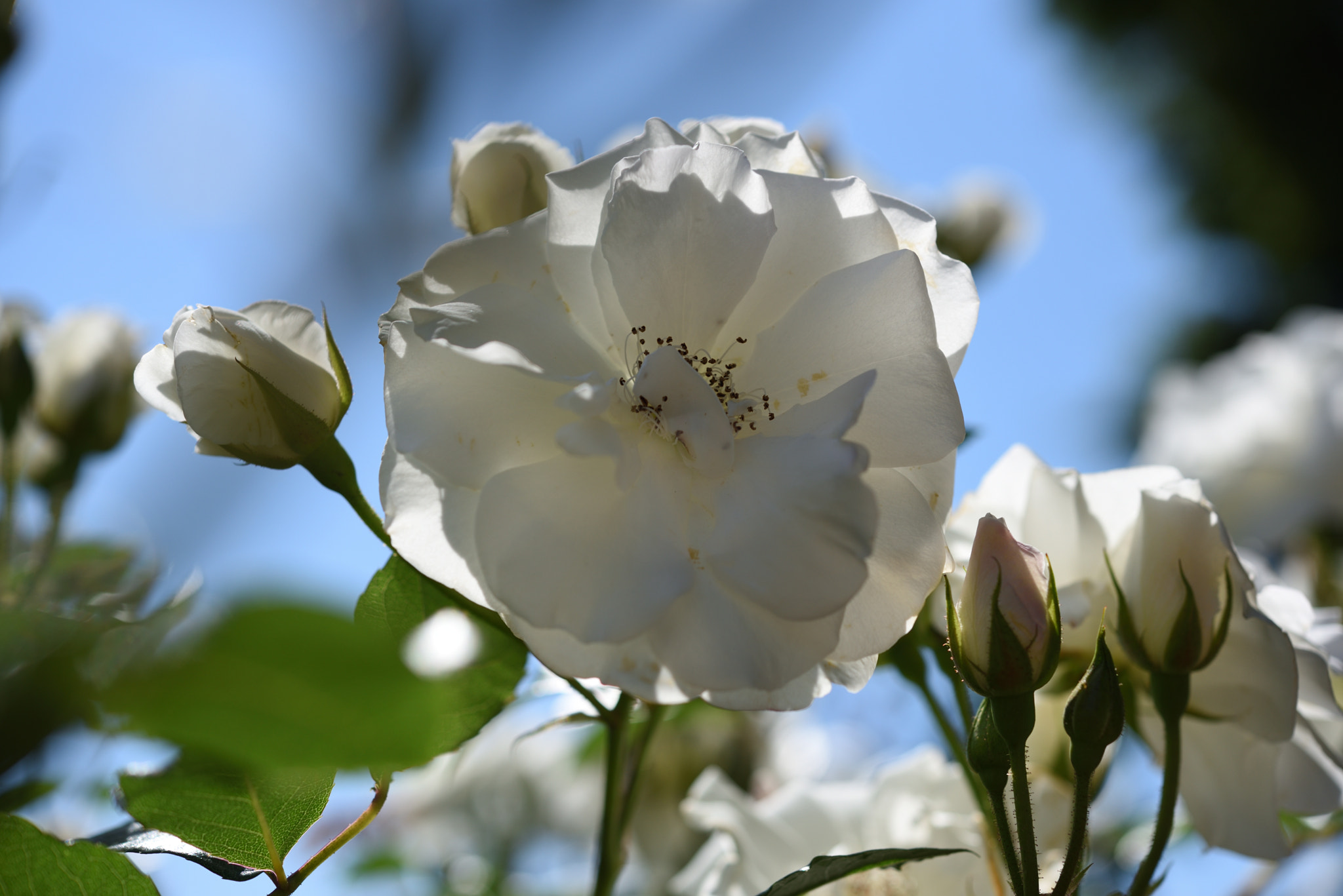 Nikon D750 sample photo. バラ 金沢南総合運動公園・バラ園 (20) photography