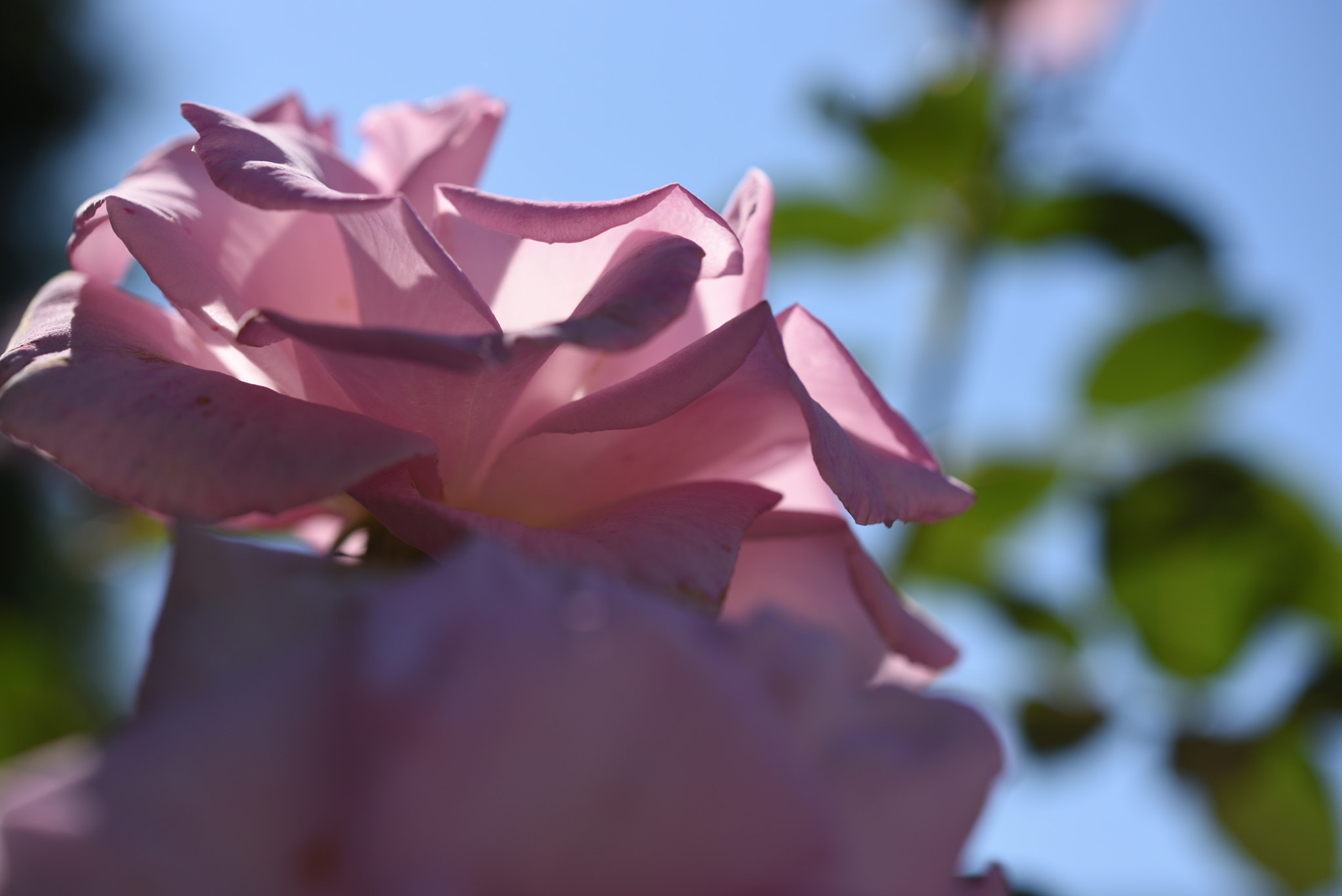 Nikon AF-S Micro-Nikkor 60mm F2.8G ED sample photo. バラ 金沢南総合運動公園・バラ園 (22) photography