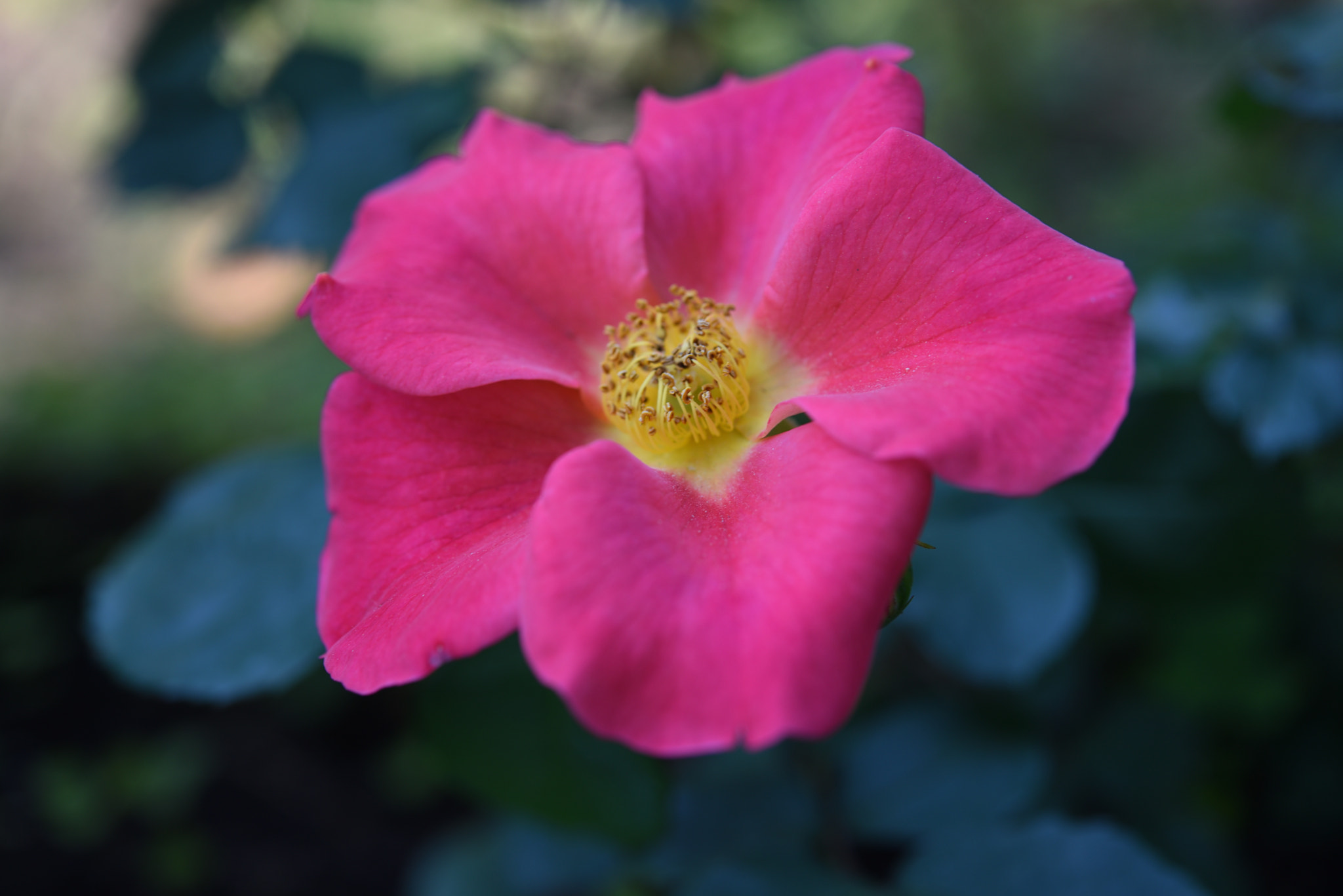 Nikon AF-S Micro-Nikkor 60mm F2.8G ED sample photo. バラ 金沢南総合運動公園・バラ園 (23) photography