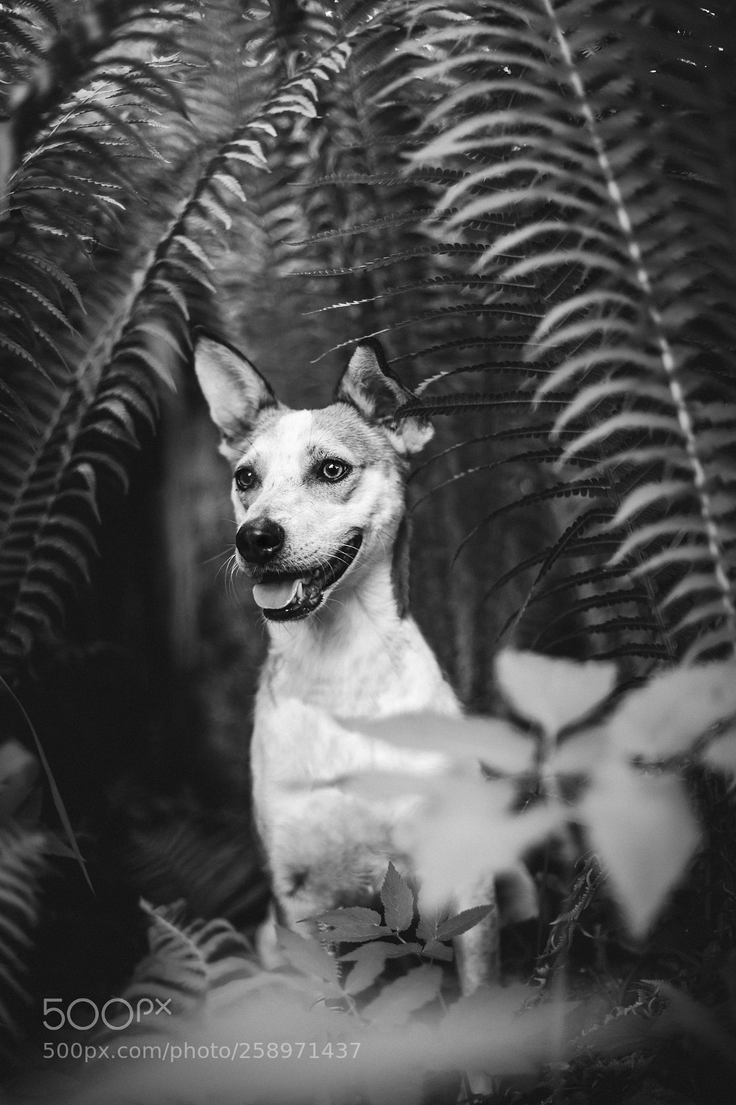 Canon EOS 5D Mark IV sample photo. Sammy and the fern photography