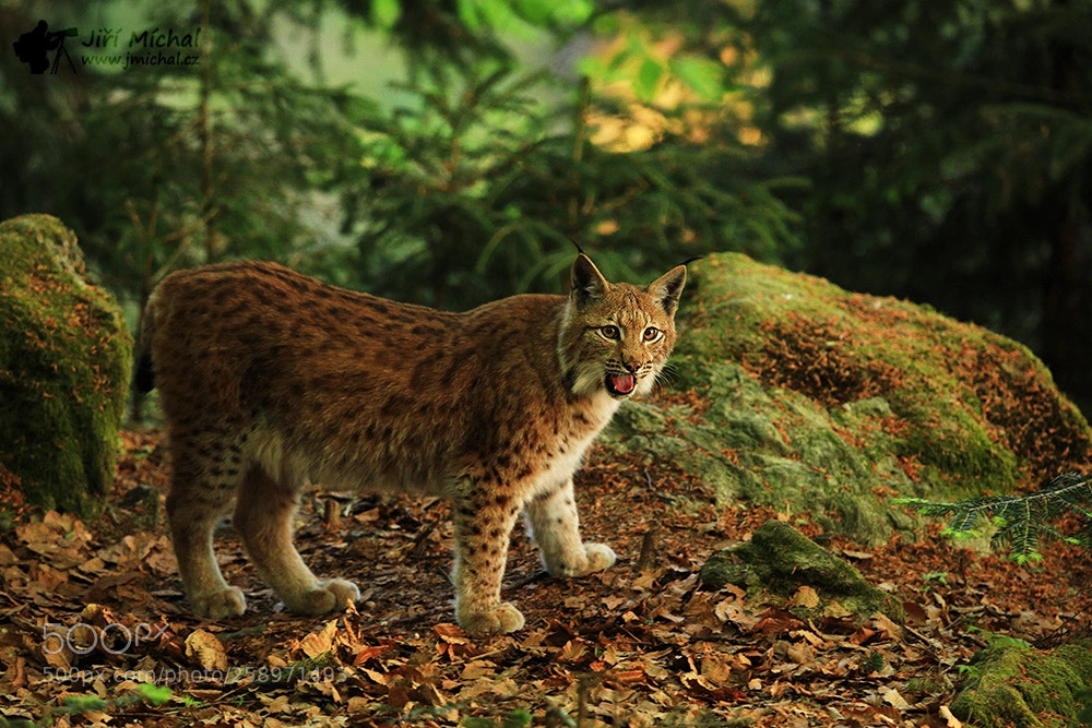 Canon EOS 5D Mark IV sample photo. Lynx photography