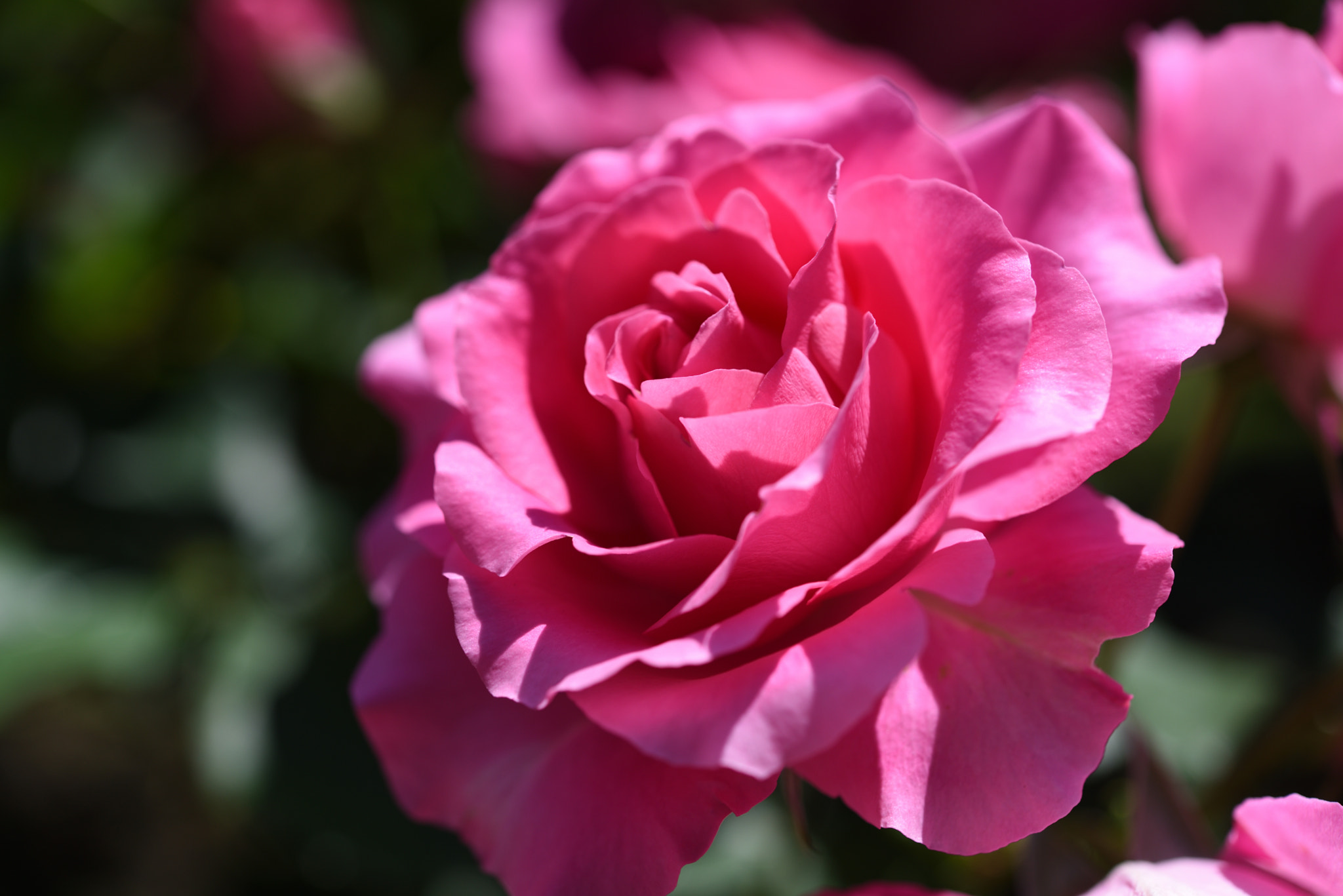 Nikon AF-S Micro-Nikkor 60mm F2.8G ED sample photo. バラ 金沢南総合運動公園・バラ園 photography