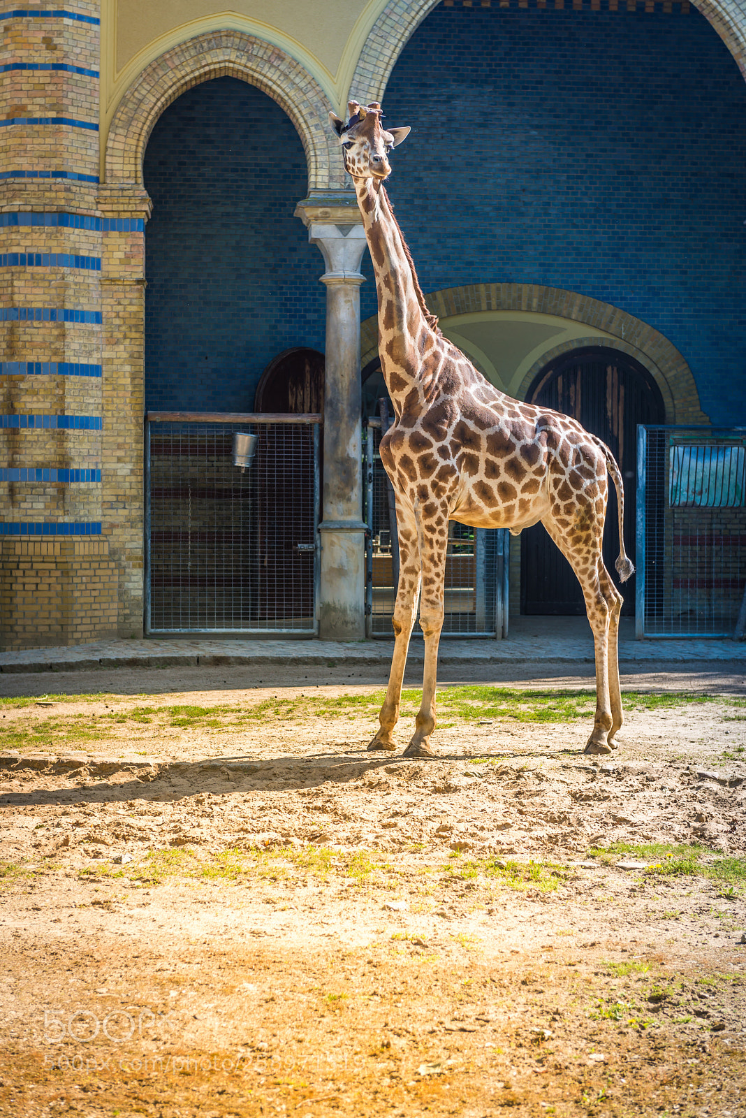 Nikon D610 sample photo. Giraffe at the park photography