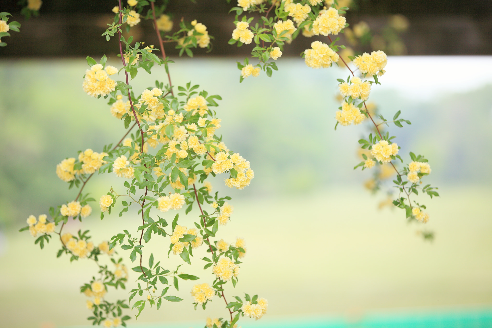 Canon EOS 5D Mark II sample photo. Img photography