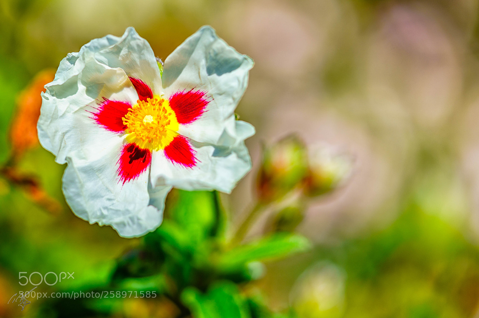 Sony a7R II sample photo. Cistus rock rose whiter photography