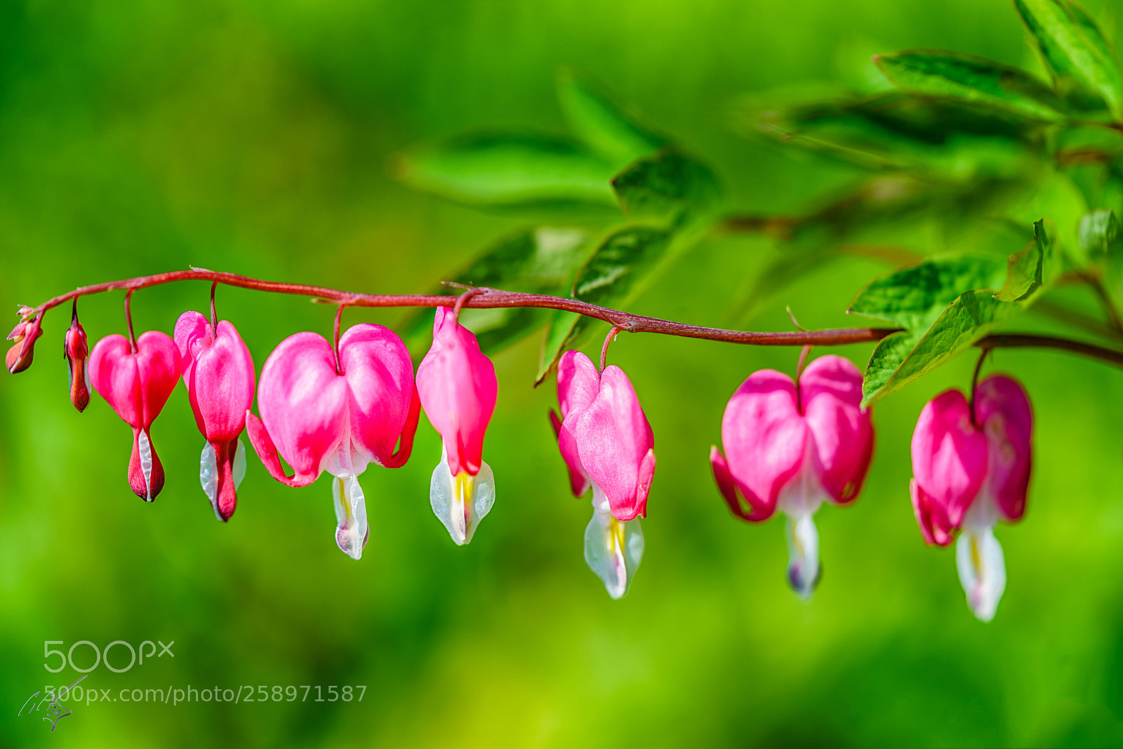 Sony a7R II sample photo. Bleeding heart photography