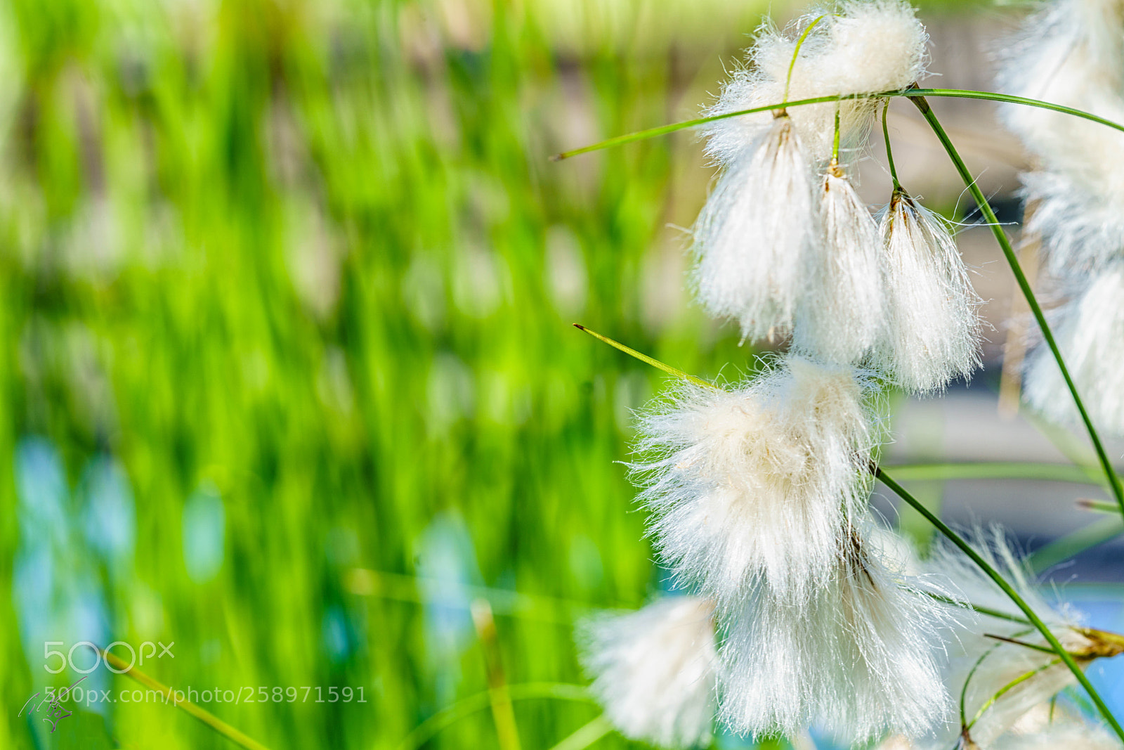 Sony a7R II sample photo. Cotton flower photography