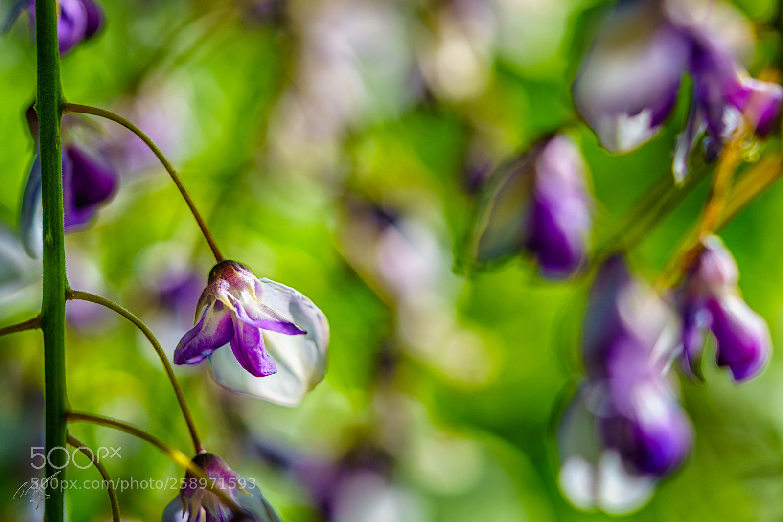 Sony a7R II sample photo. Edit photography