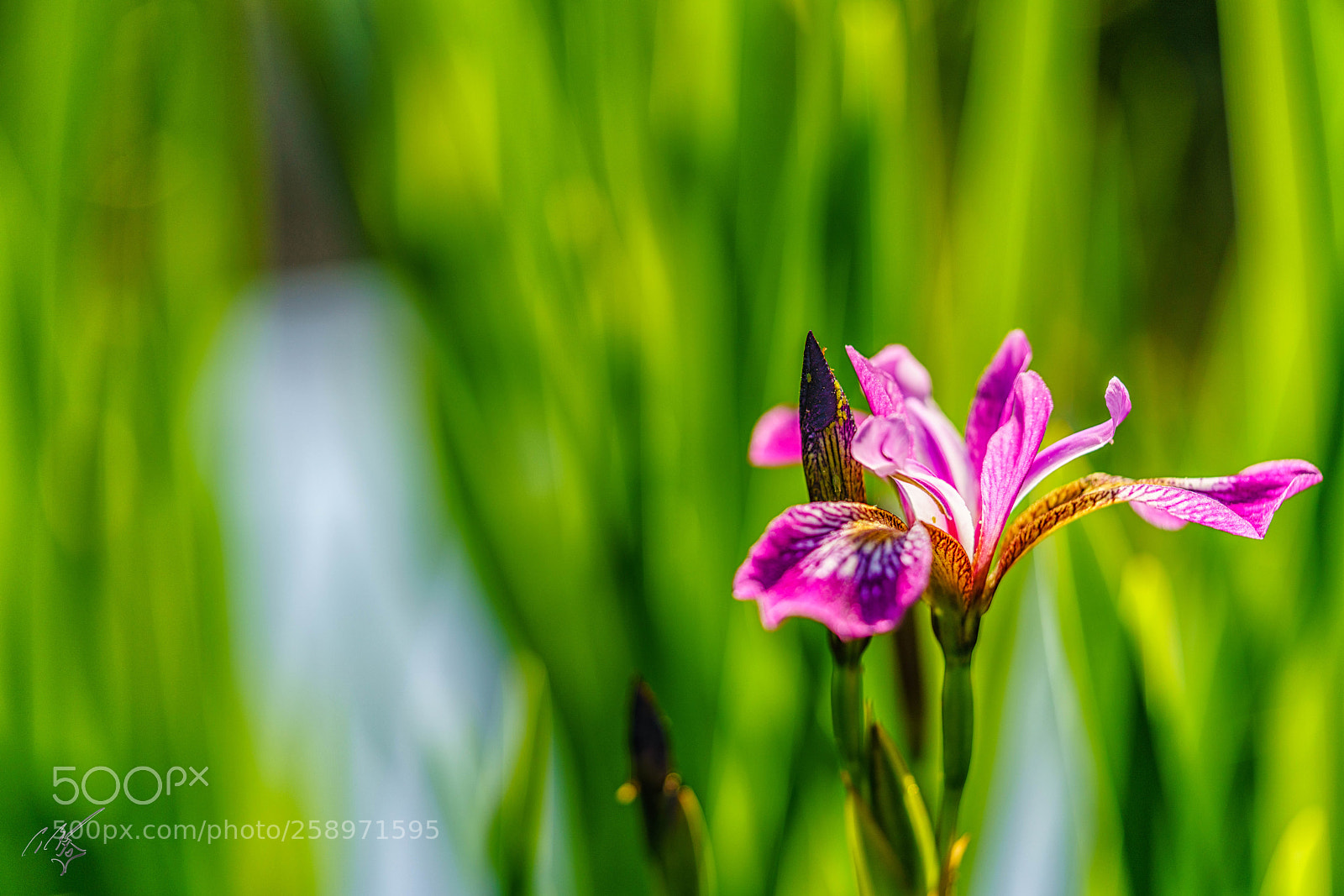 Sony a7R II sample photo. Iris may photography