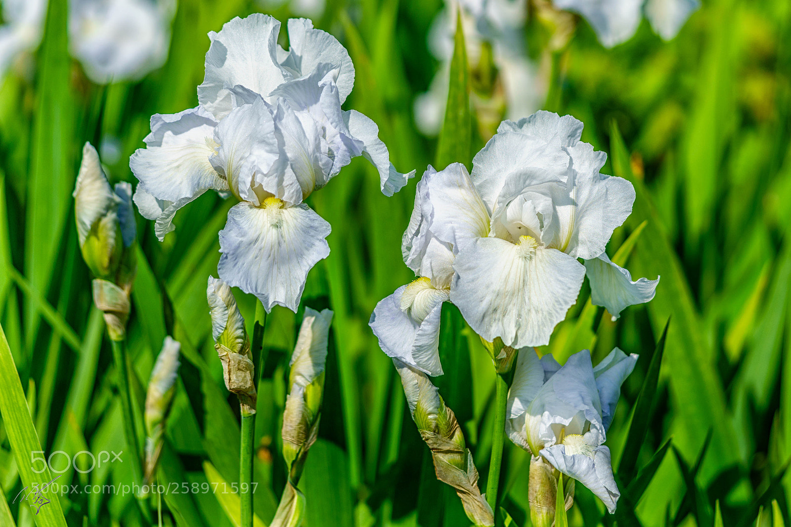 Sony a7R II sample photo. Iris may photography