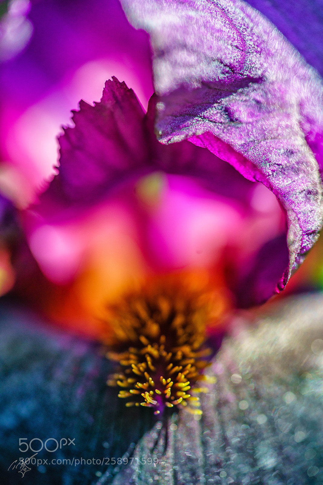 Sony a7R II sample photo. Iris may photography