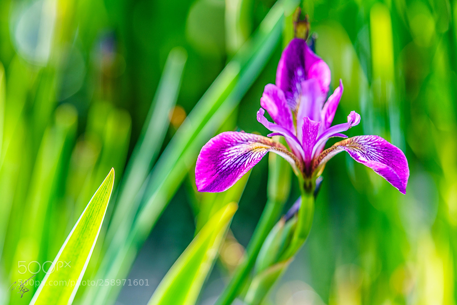 Sony a7R II sample photo. Iris may photography