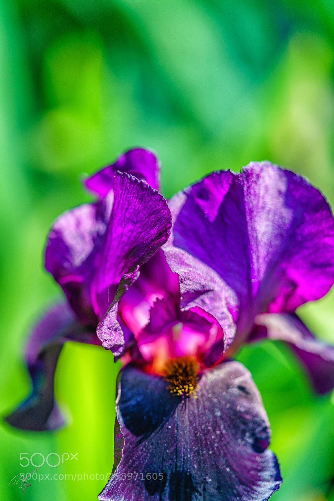 Sony a7R II sample photo. Iris may photography