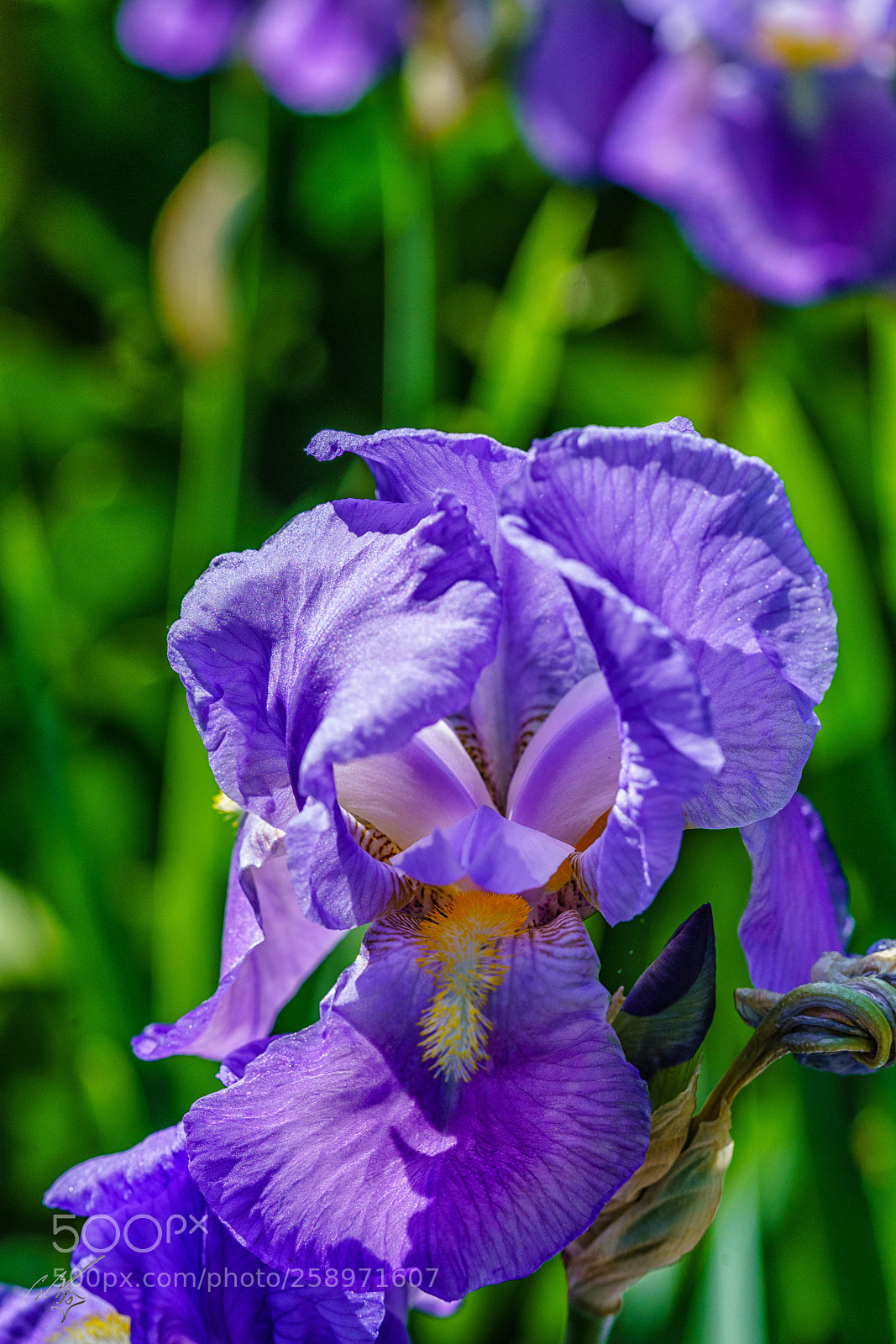 Sony a7R II sample photo. Iris may photography