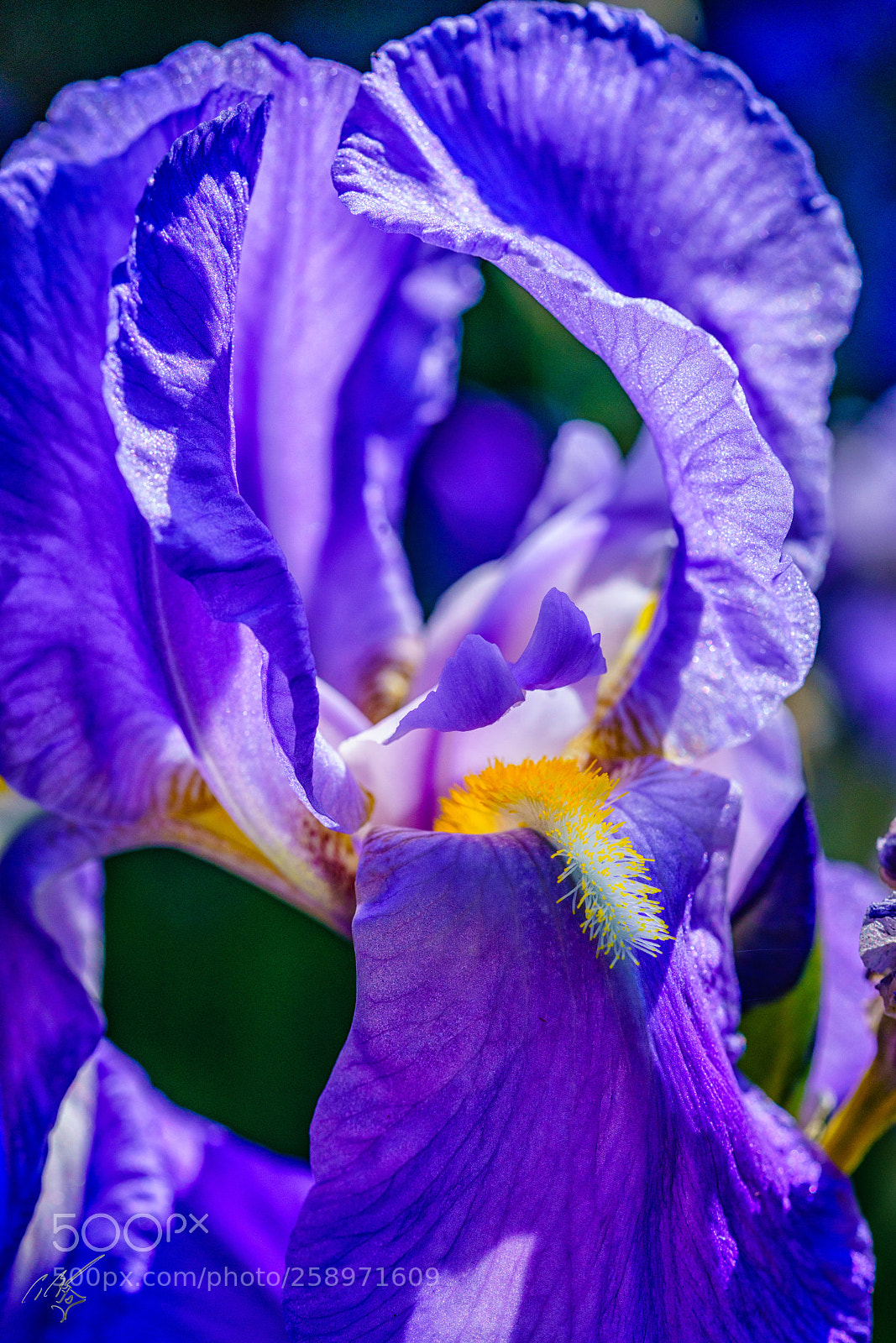 Sony a7R II sample photo. Iris may photography
