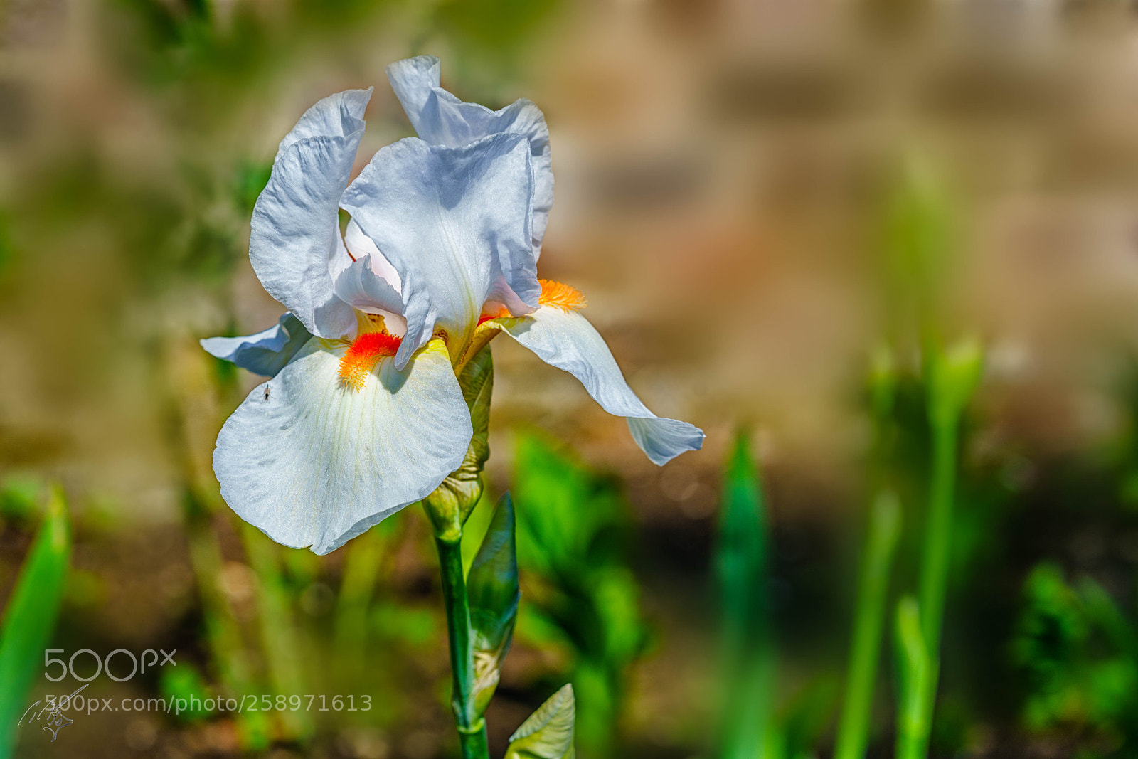 Sony a7R II sample photo. Iris may photography