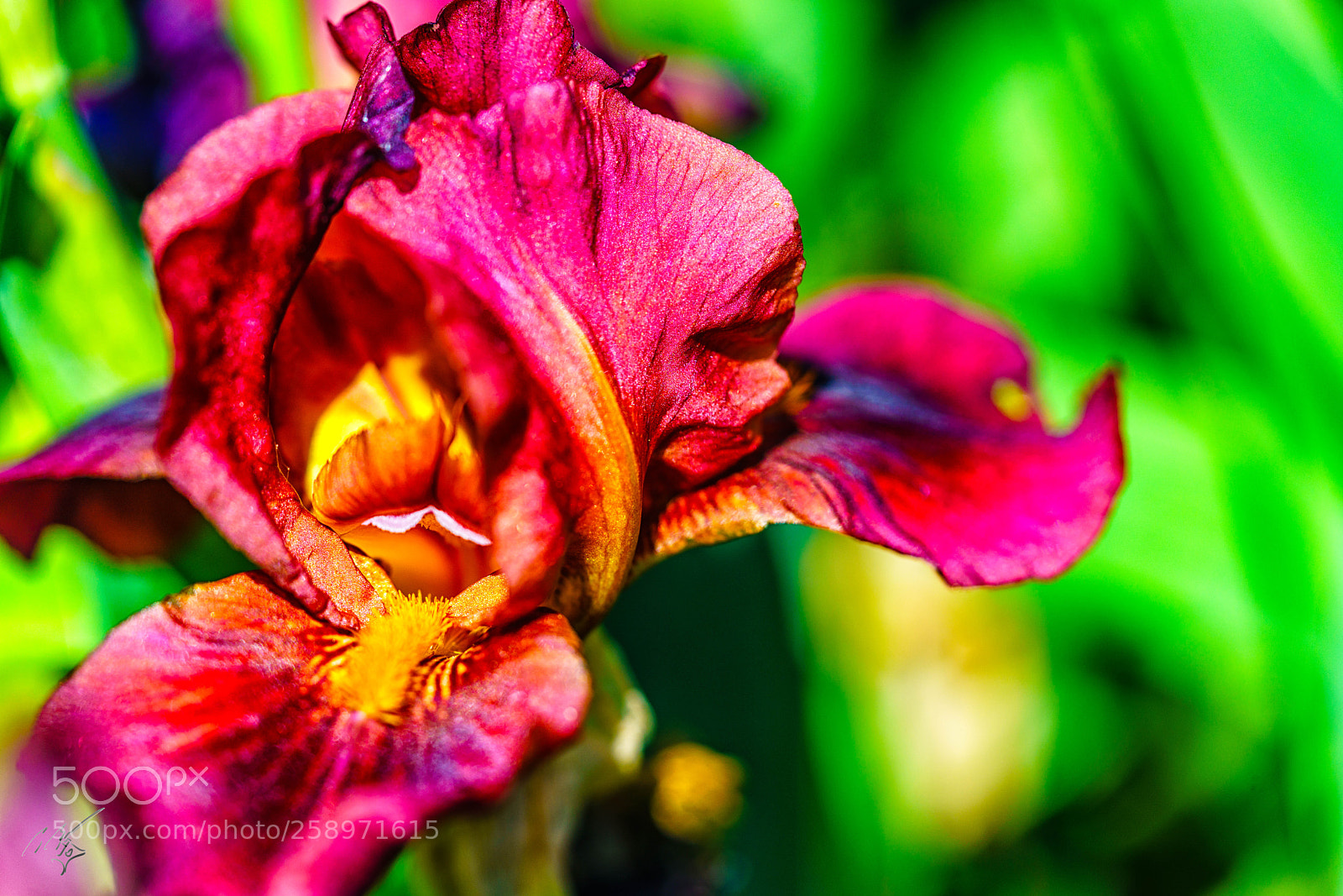 Sony a7R II sample photo. Iris may photography