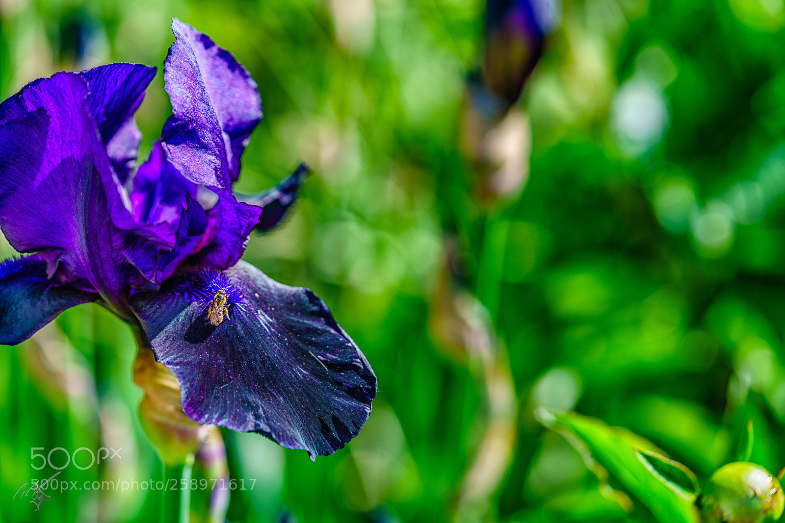 Sony a7R II sample photo. Iris may photography