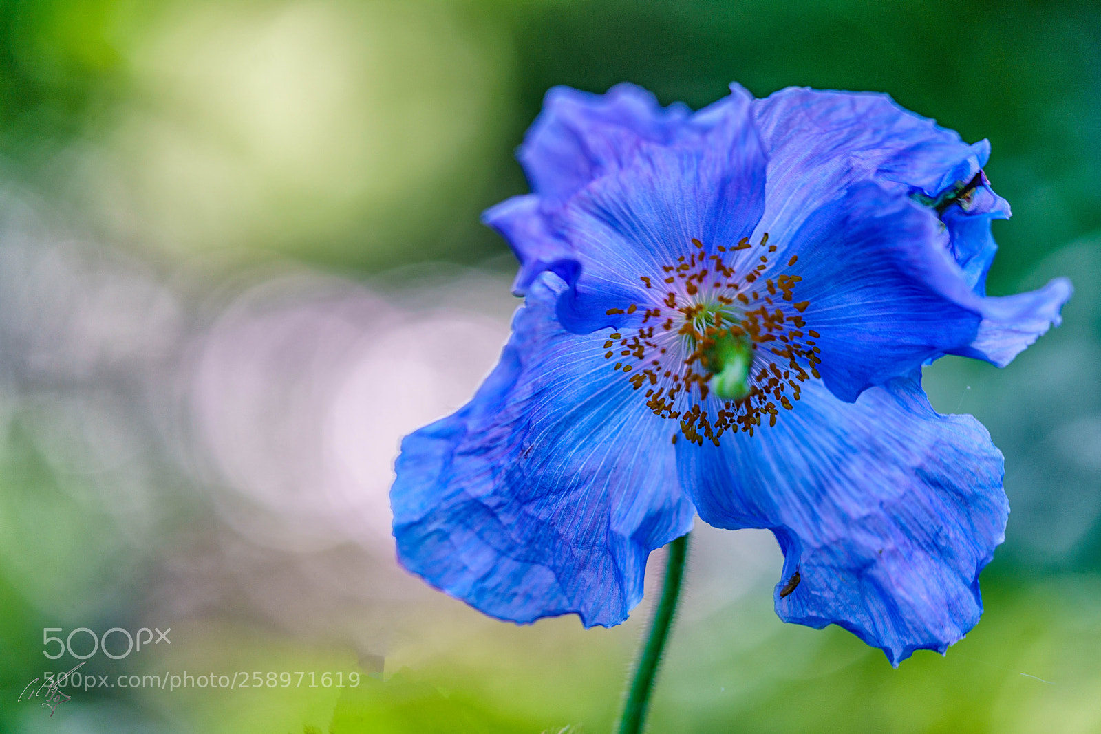 Sony a7R II sample photo. Poppy may photography