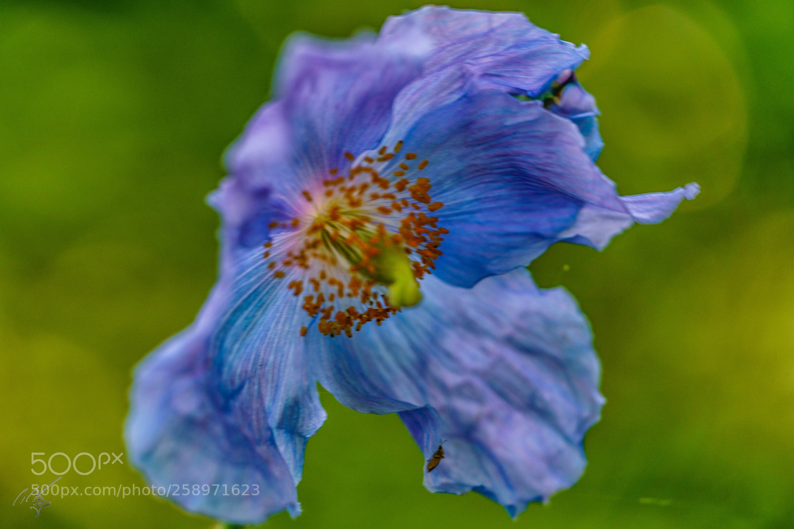 Sony a7R II sample photo. Poppy may photography