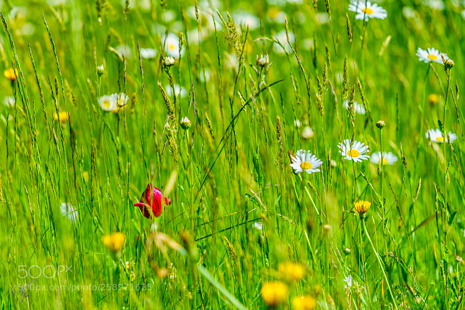 Sony a7R II sample photo. Poppy may photography