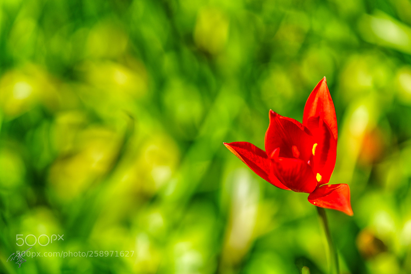 Sony a7R II sample photo. Red lilly photography