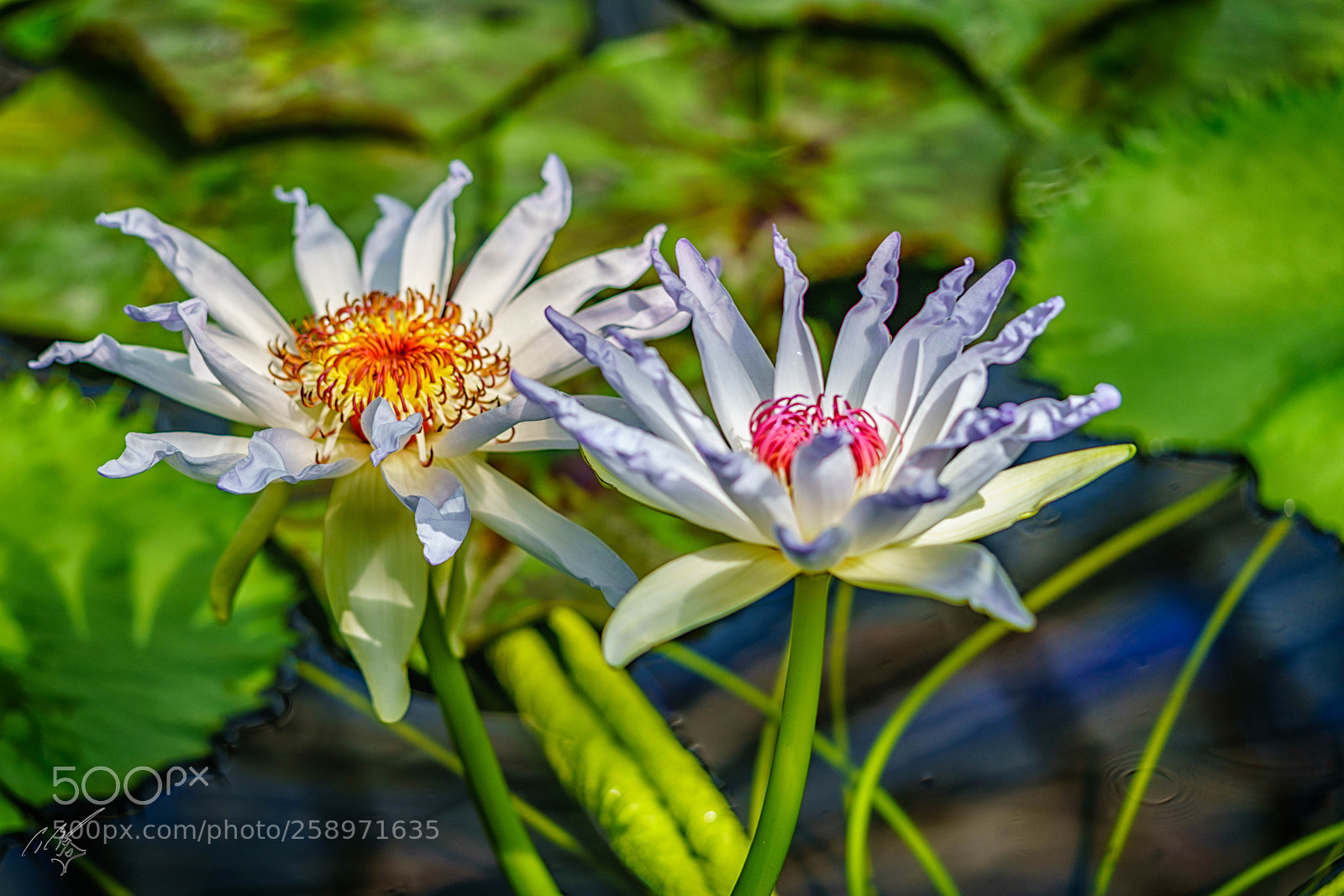 Sony a7R II sample photo. Waterlilly may photography