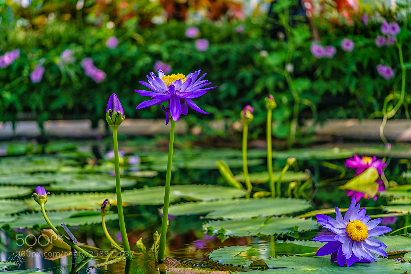 Sony a7R II sample photo. Waterlilly may photography