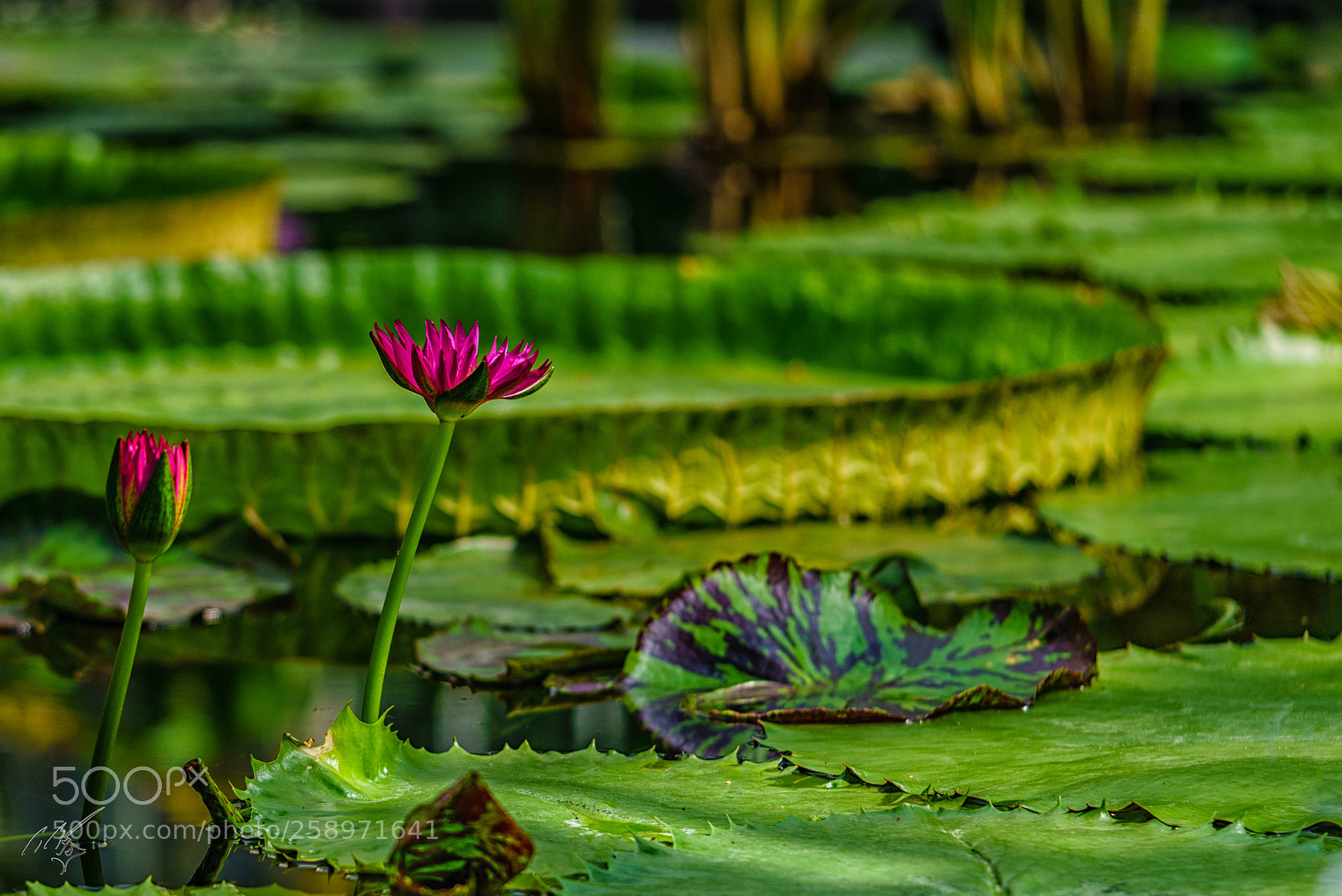 Sony a7R II sample photo. Waterlilly may photography