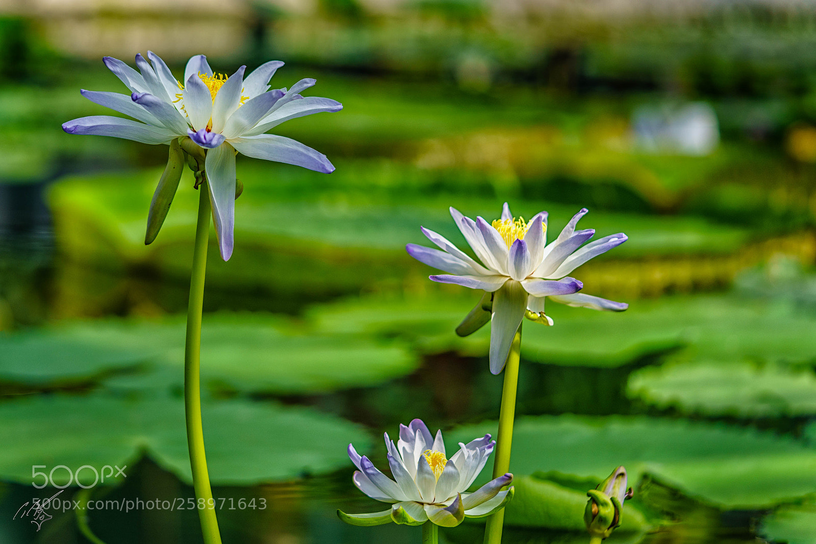 Sony a7R II sample photo. Waterlilly may photography