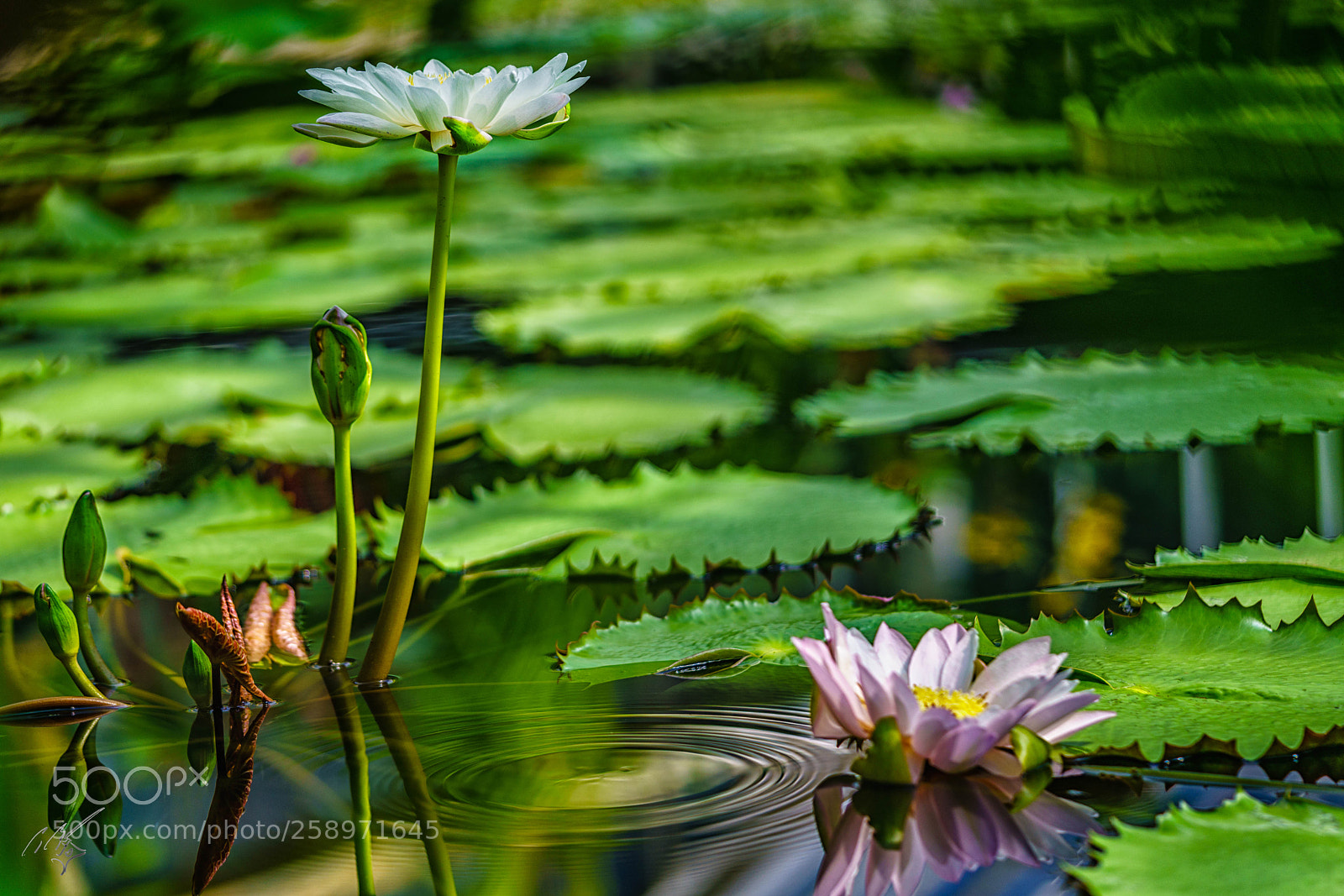 Sony a7R II sample photo. Waterlilly may photography