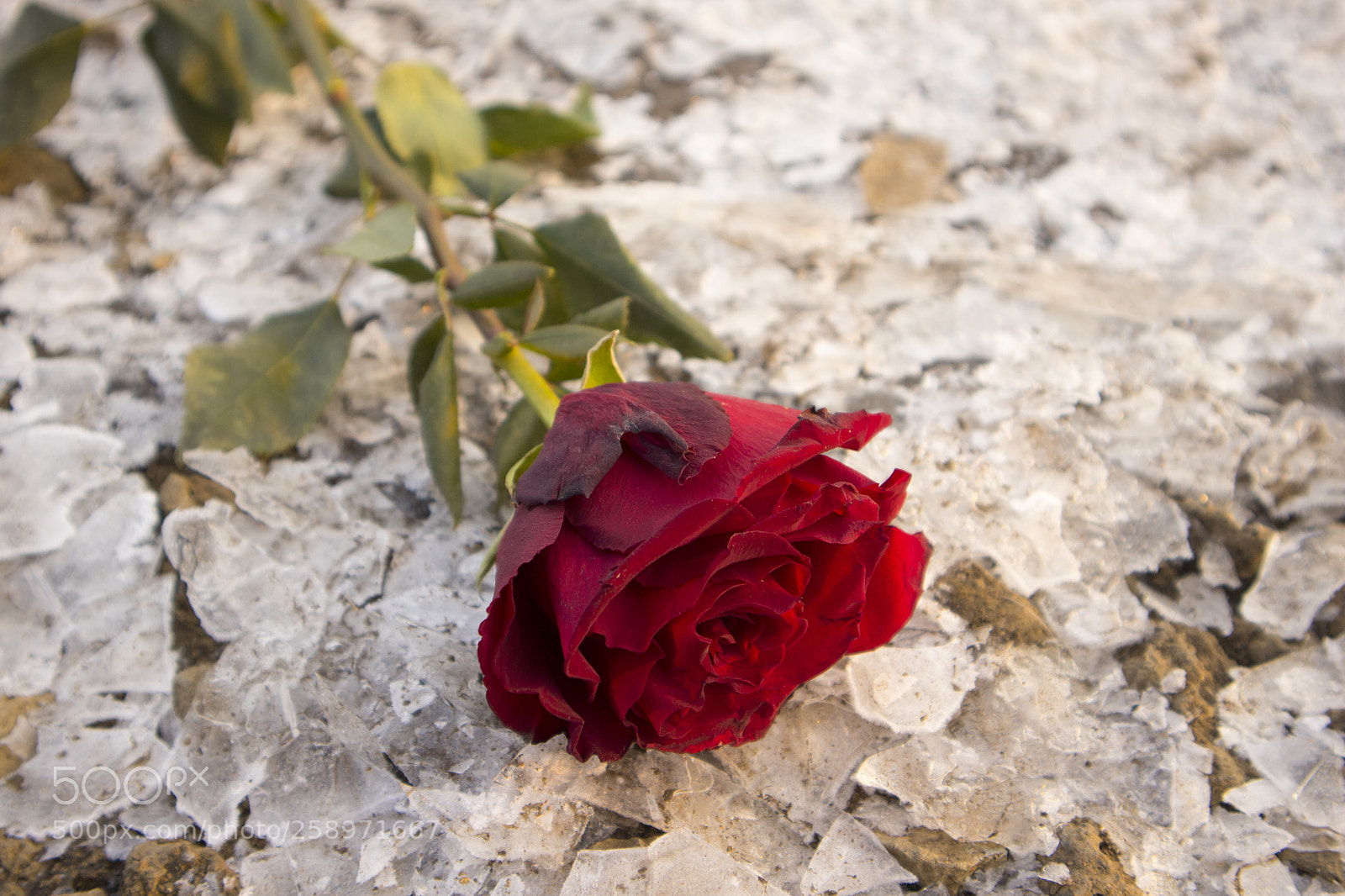 Canon EOS M10 sample photo. Rose on ice photography